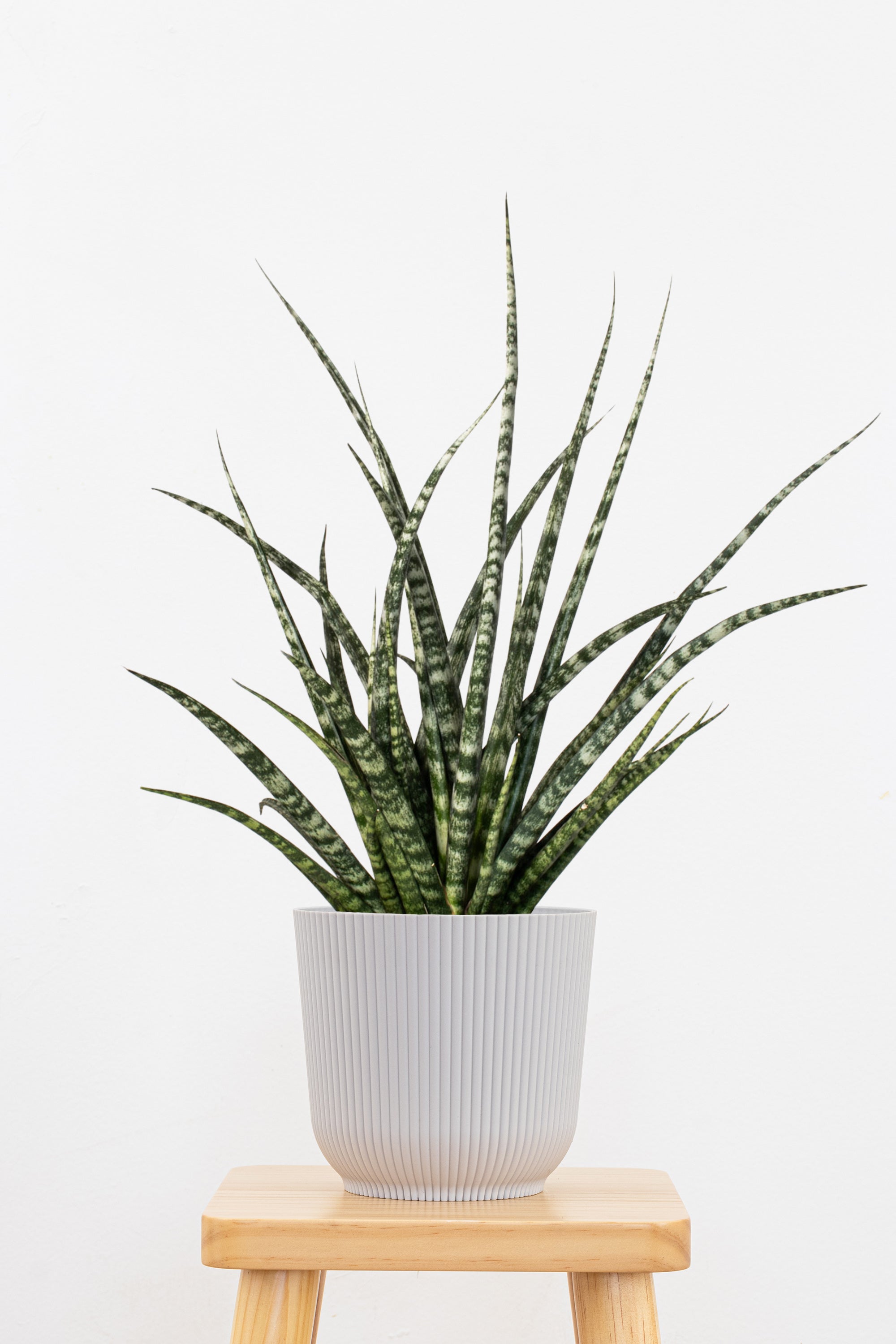sansevieria fernwood plant Sansevieria Fernwood Mikado Plant in 6 in Decor Pot