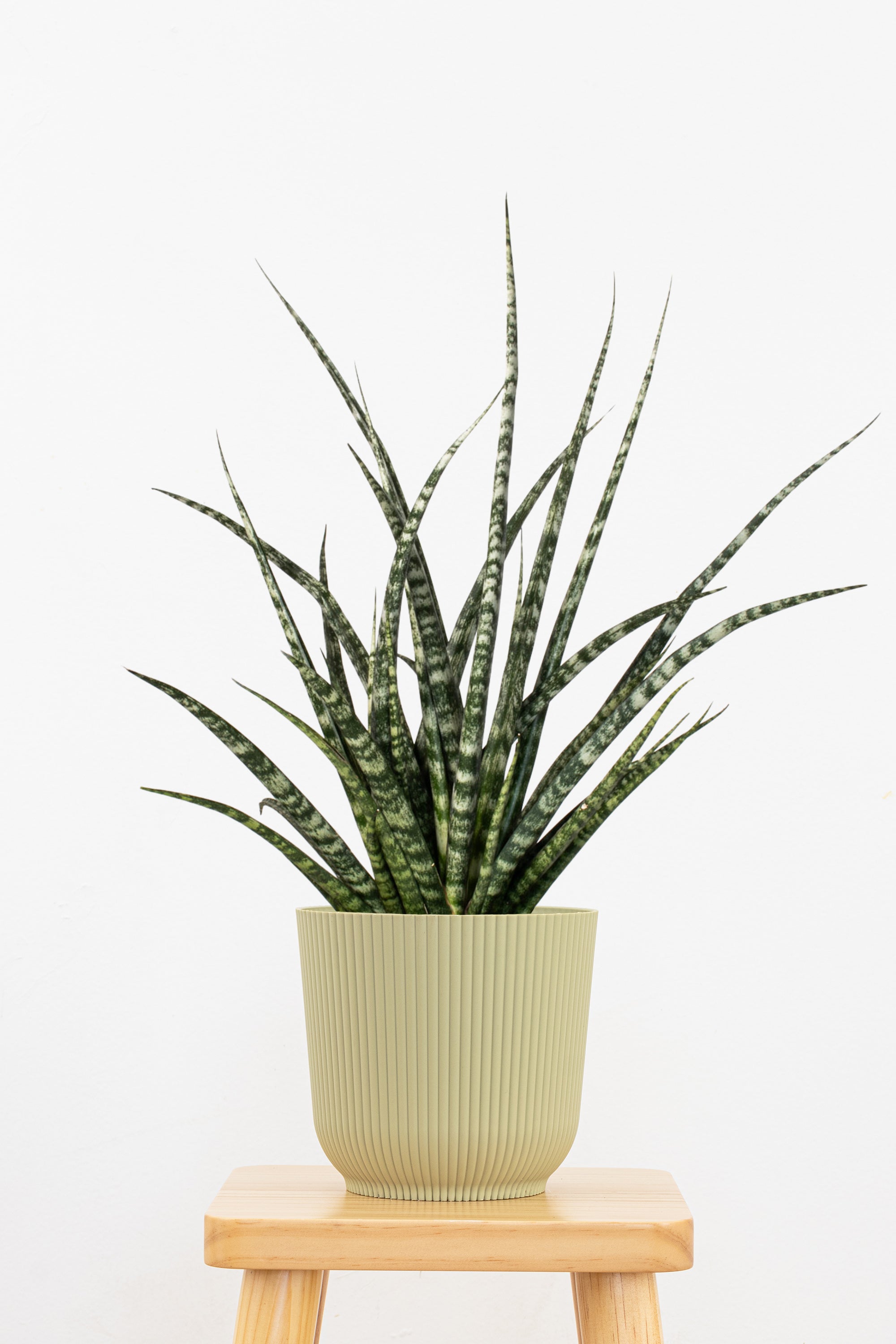 large sansevieria fernwood Sansevieria Fernwood Mikado Plant in 6 in Decor Pot