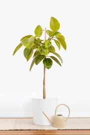 Ficus Altissima