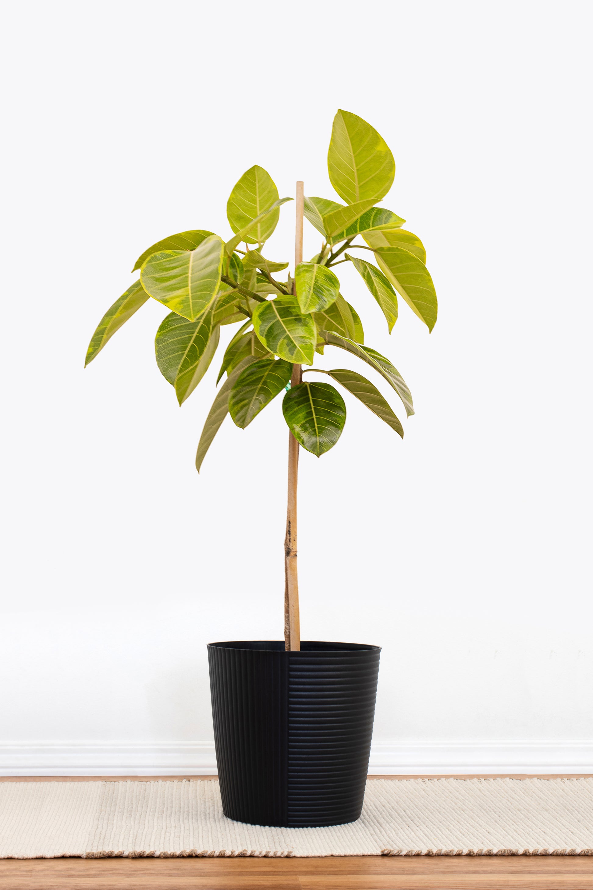 ficus altissima pet safe Ficus Altissima