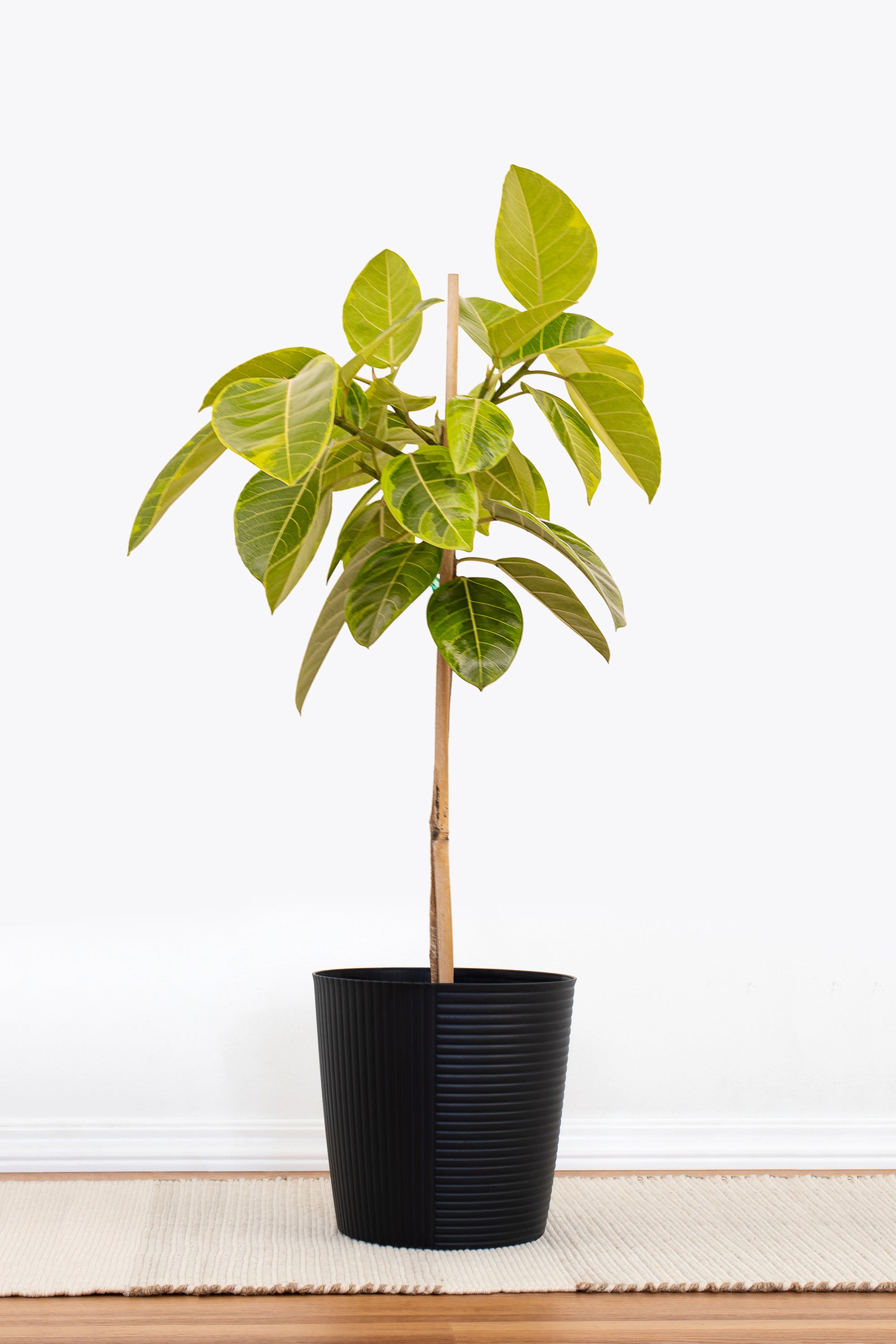 Ficus Altissima