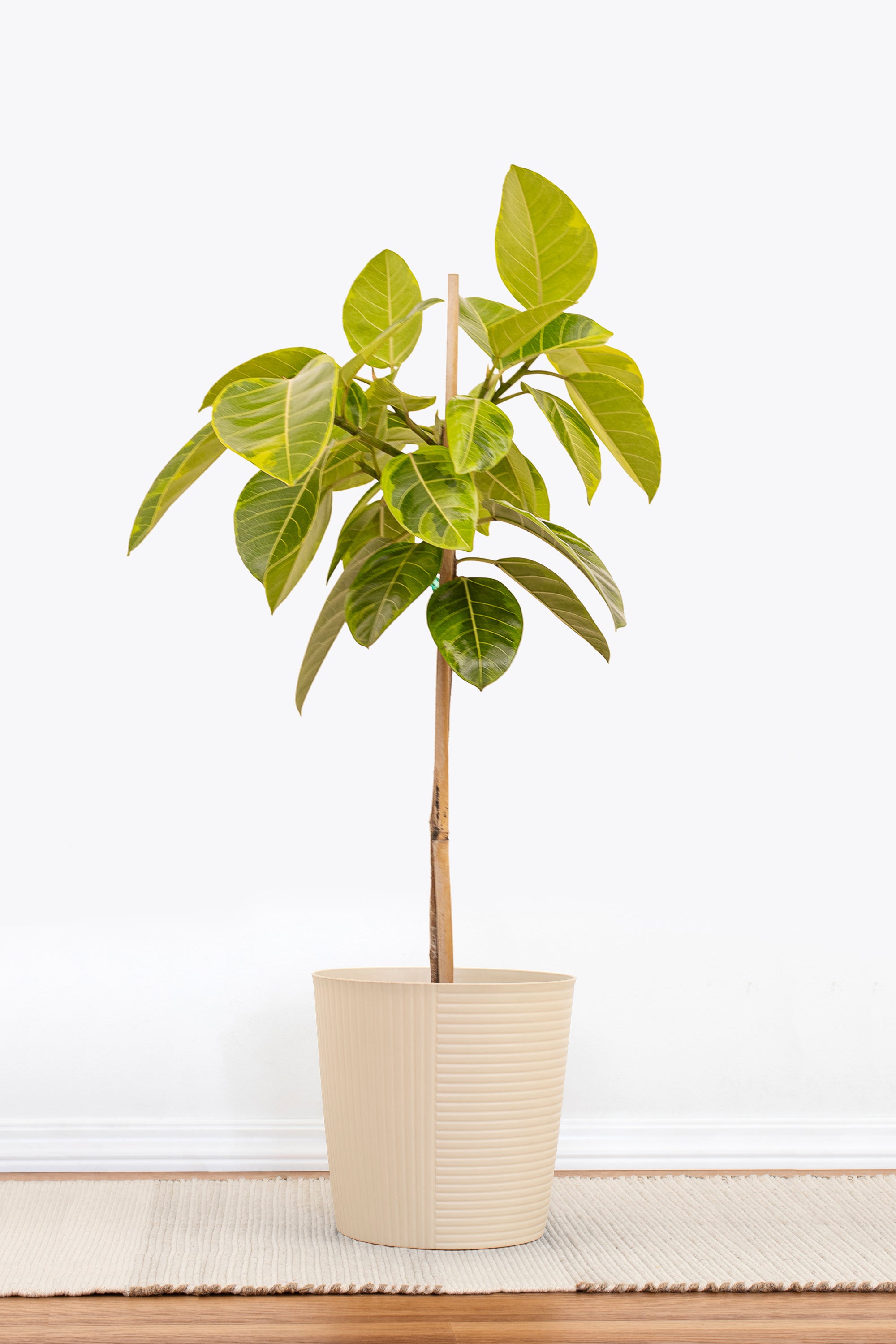 ficus altissima light Ficus Altissima