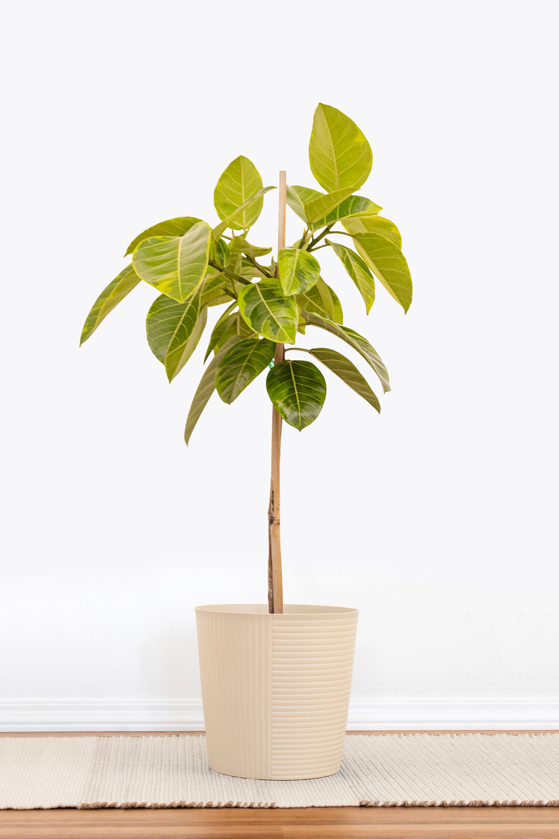 altissima ficus Ficus Altissima