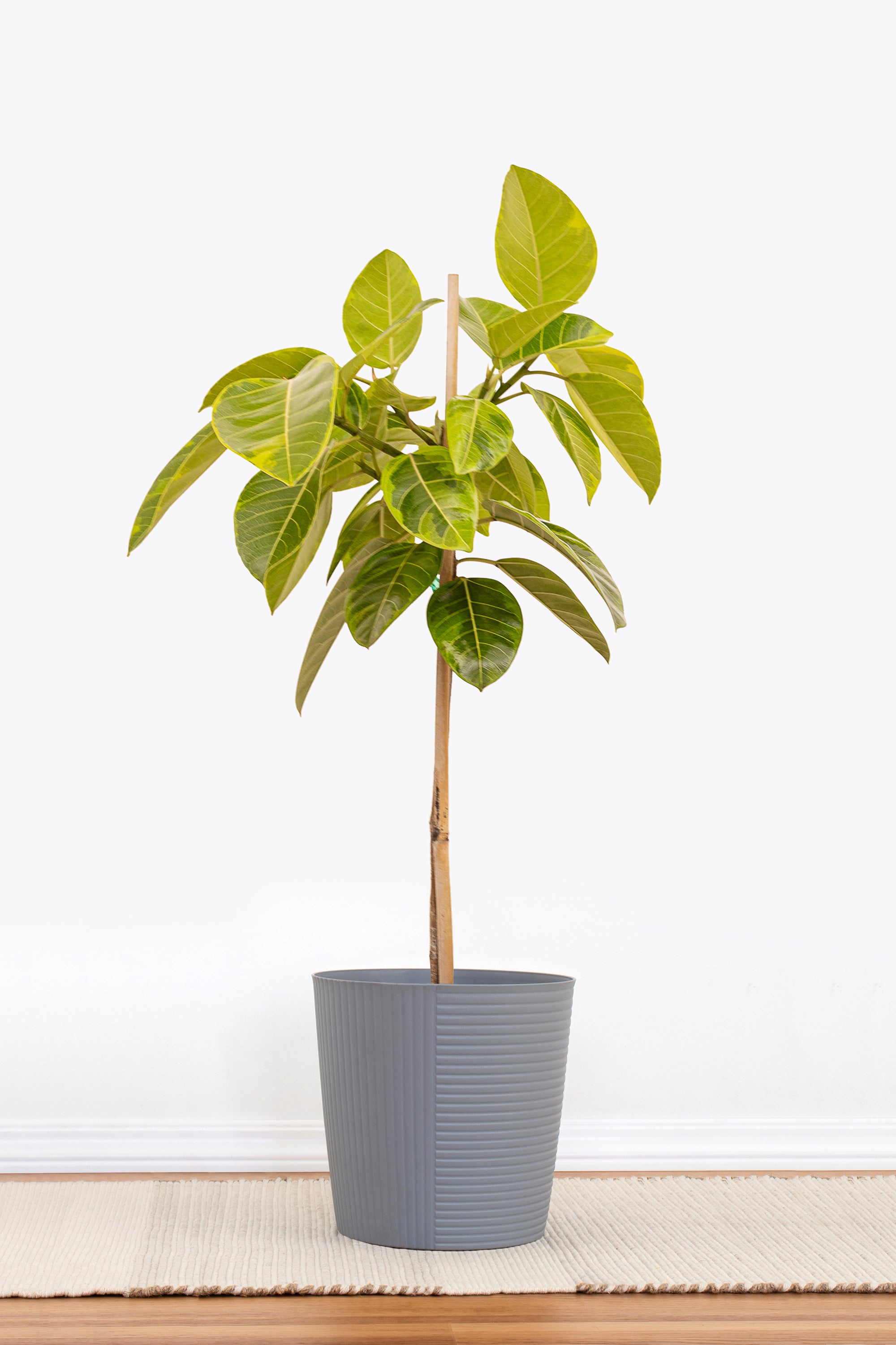 Ficus Altissima
