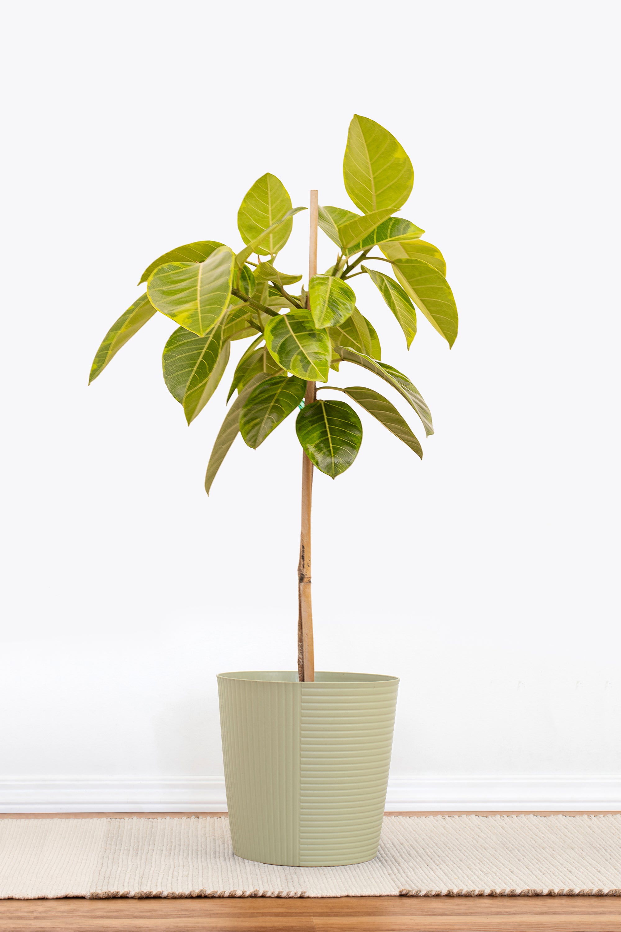 ★人気★Ficus altissima Ficus Altissima Yellow Gem Standard – ShopTropicals