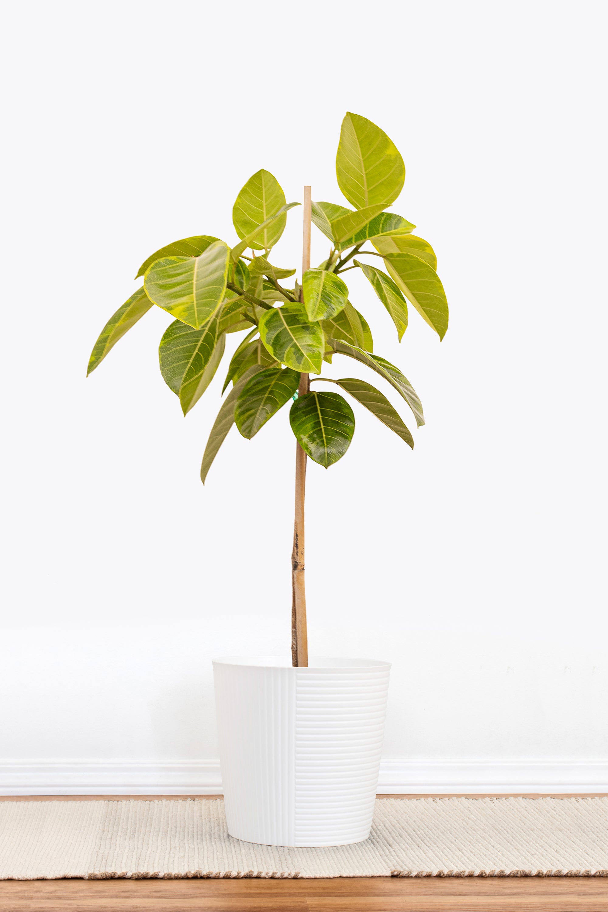 ★人気★Ficus altissima Ficus altissima 24 cm | Plantasjen