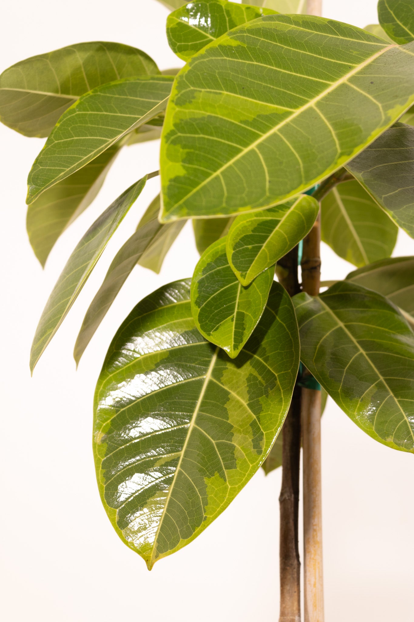 Ficus Altissima – Shop United Nursery