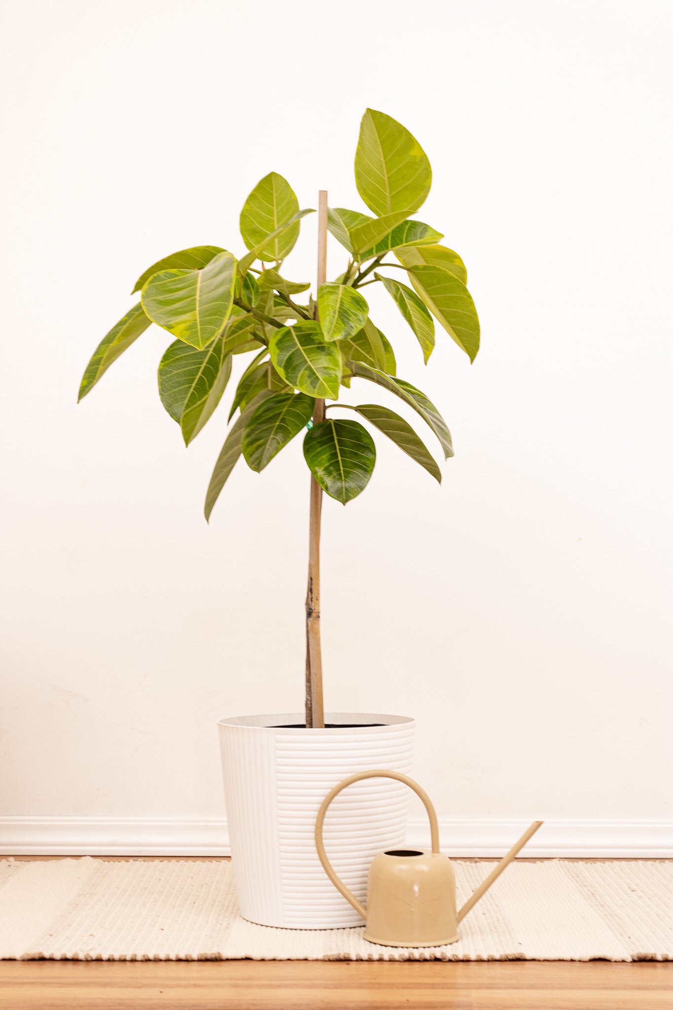 Ficus Altissima