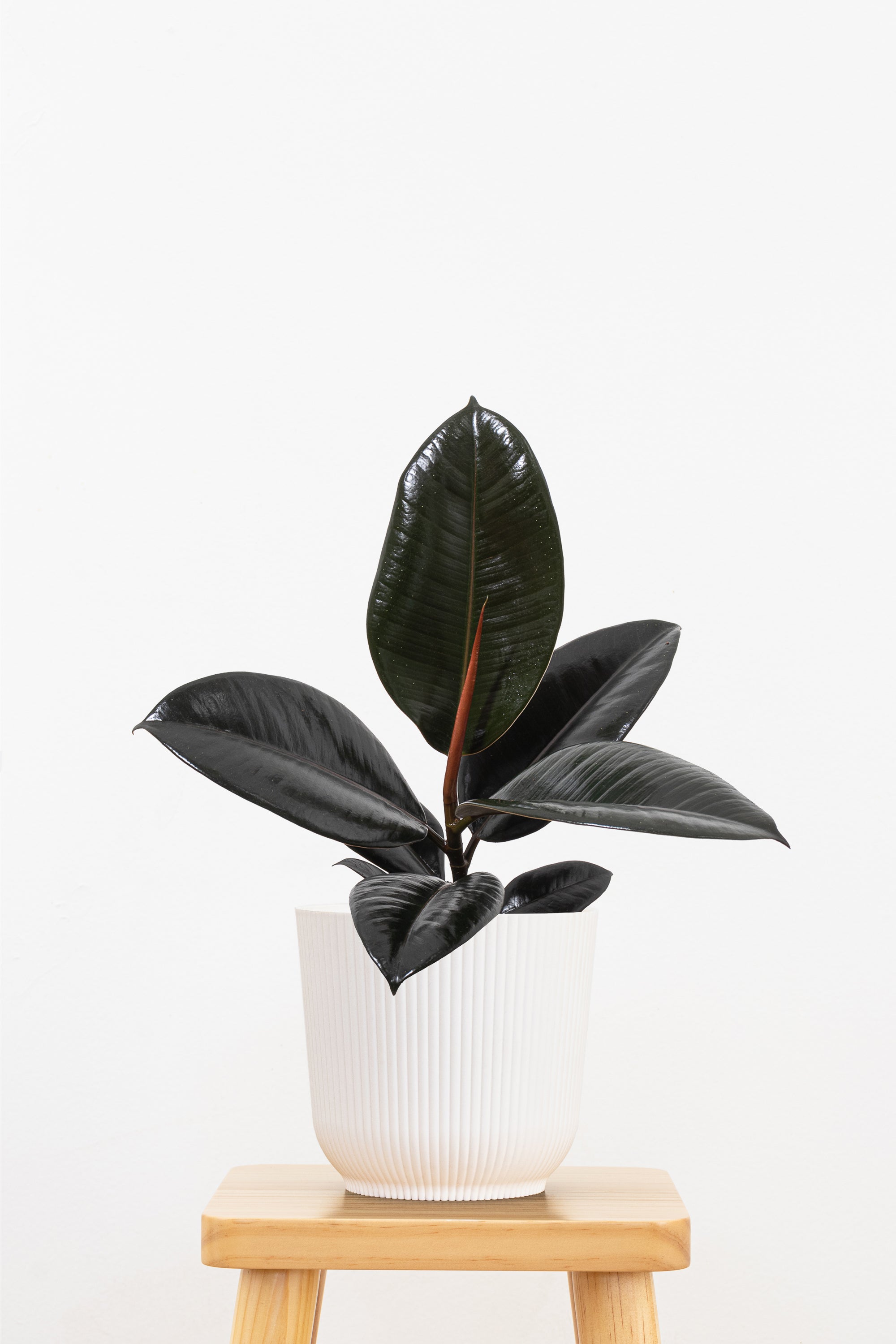 Ficus Burgundy