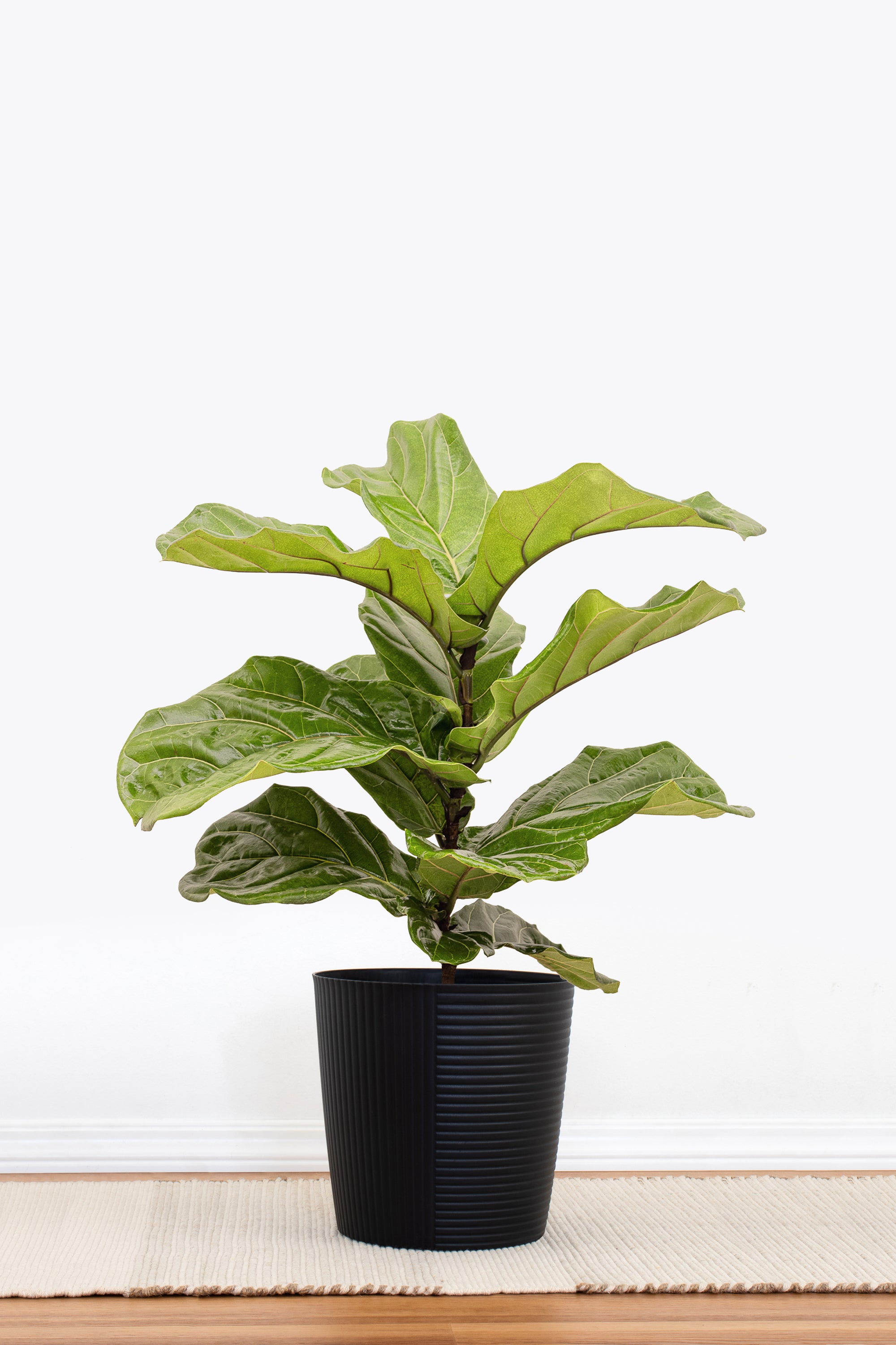 Fiddle Leaf Fig