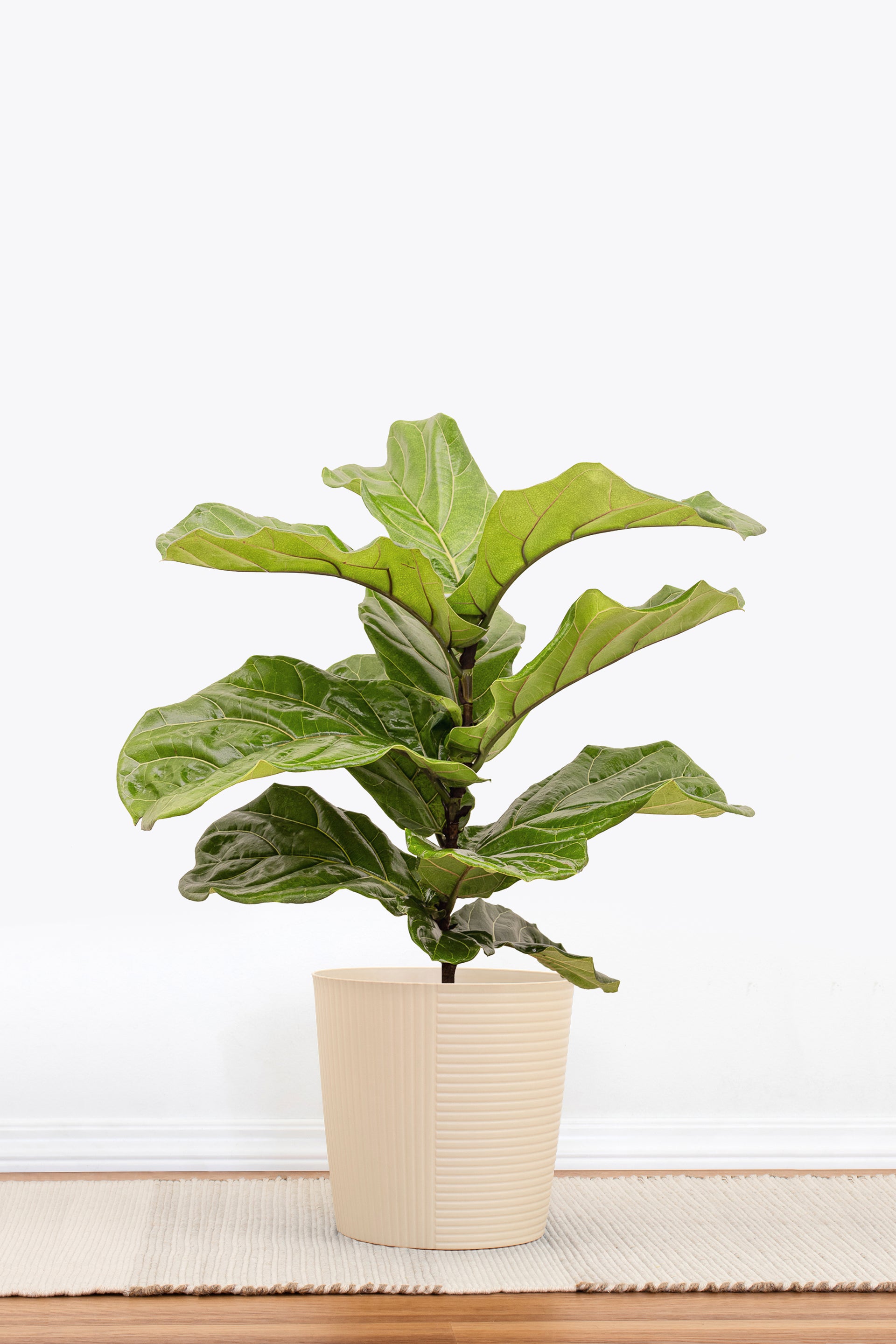 ship fiddle leaf fig Fiddle Leaf Fig Indoor Plant, Ficus Lyrata
