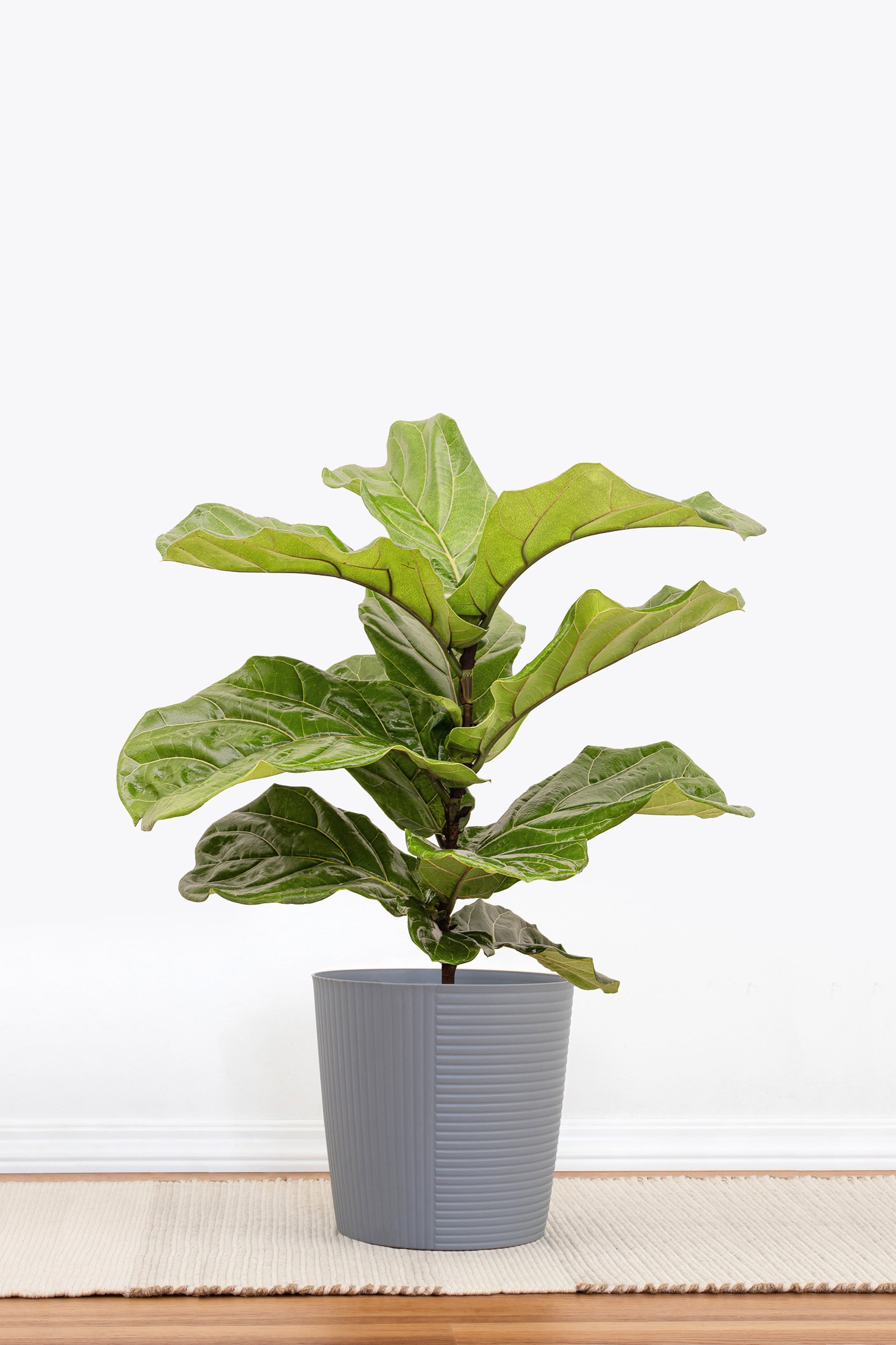 Fiddle Leaf Fig Indoor Plant, Ficus Lyrata