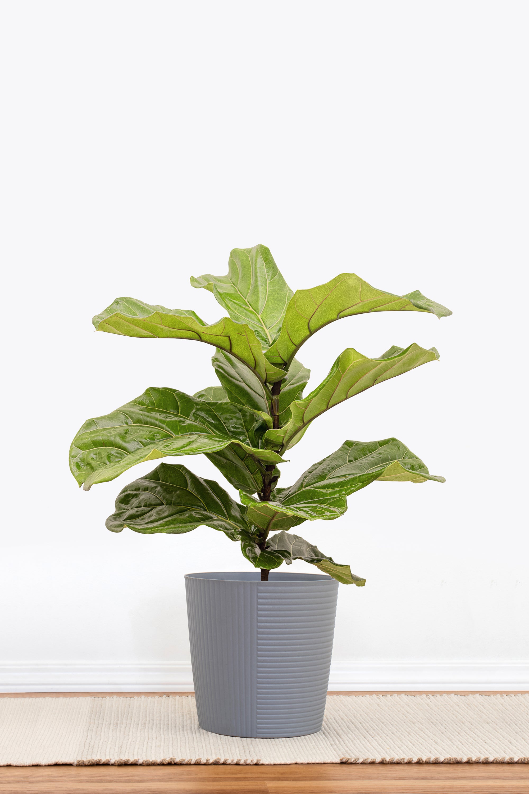 Fiddle Leaf Fig