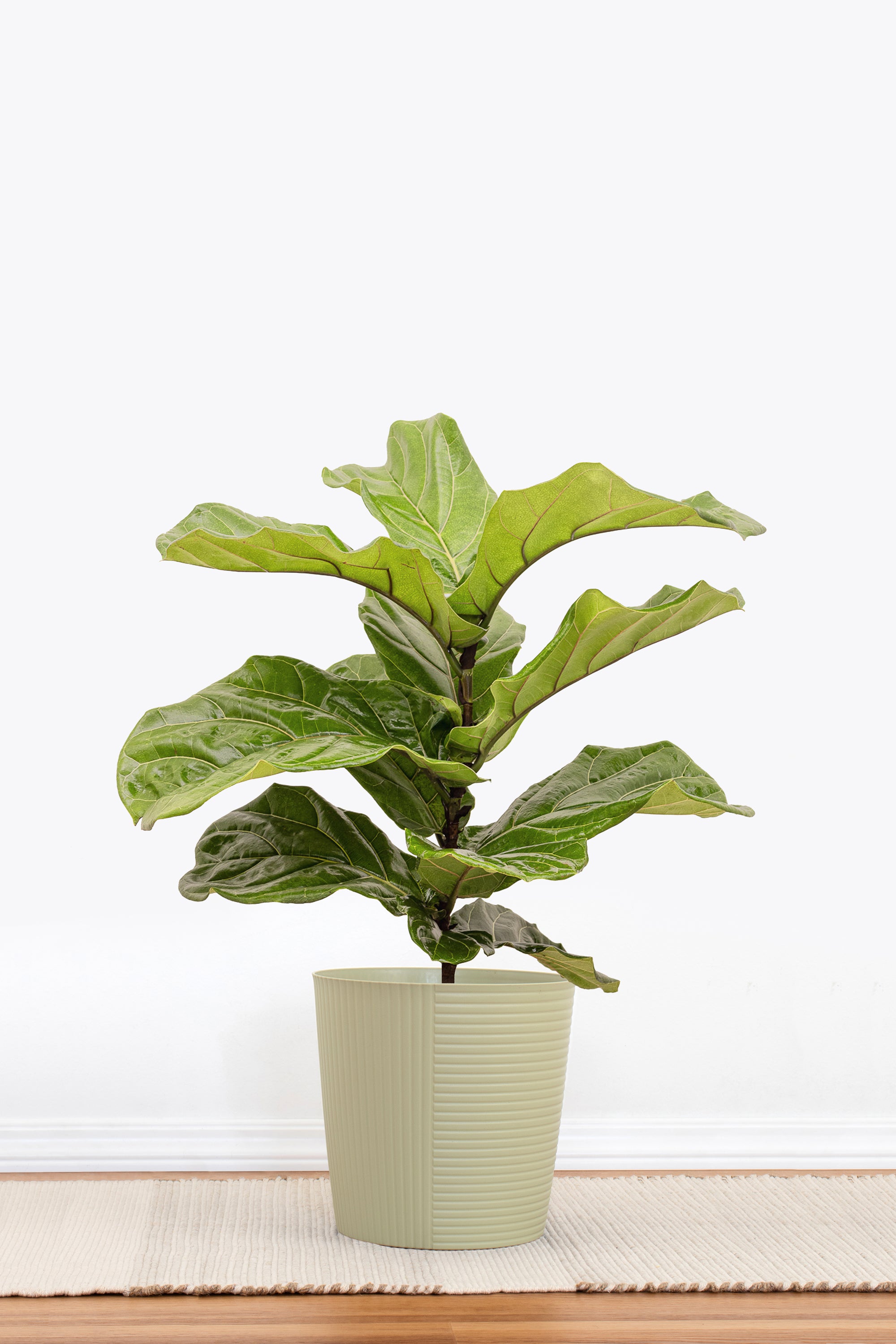 fiddle leaf fig plant family Fiddle Leaf Fig Indoor Plant, Ficus Lyrata