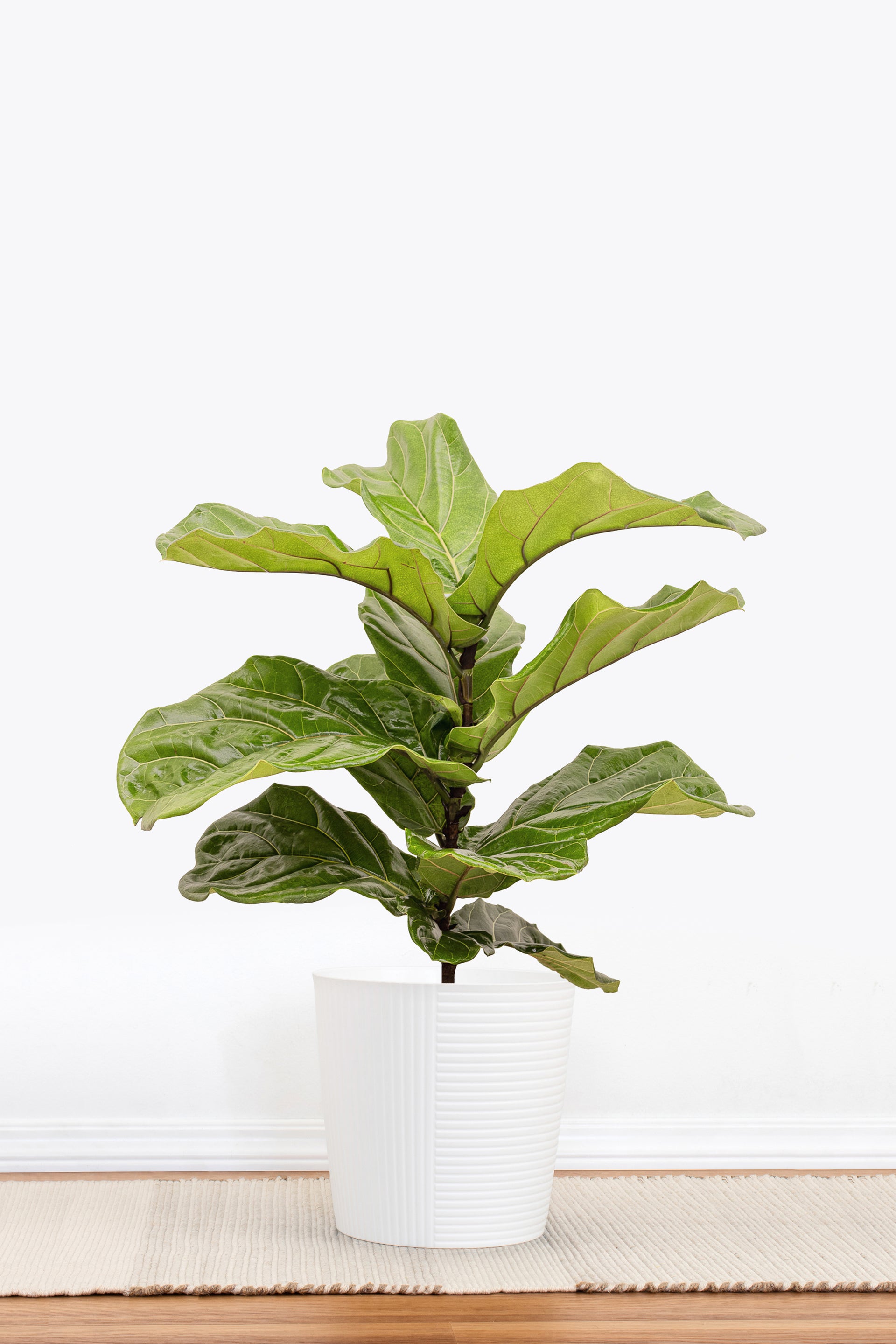 Fiddle Leaf Fig Indoor Plant, Ficus Lyrata