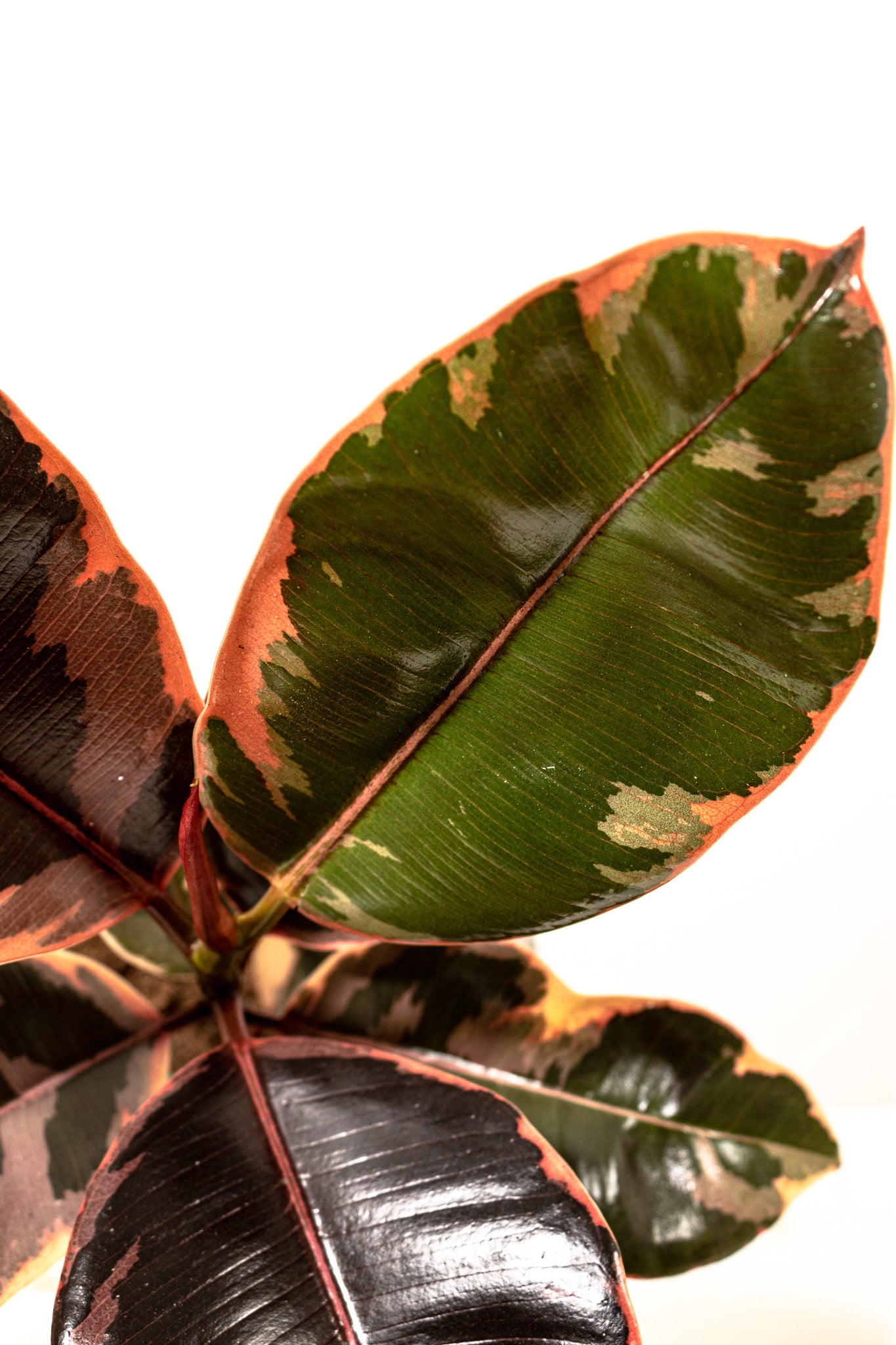 Ficus Ruby
