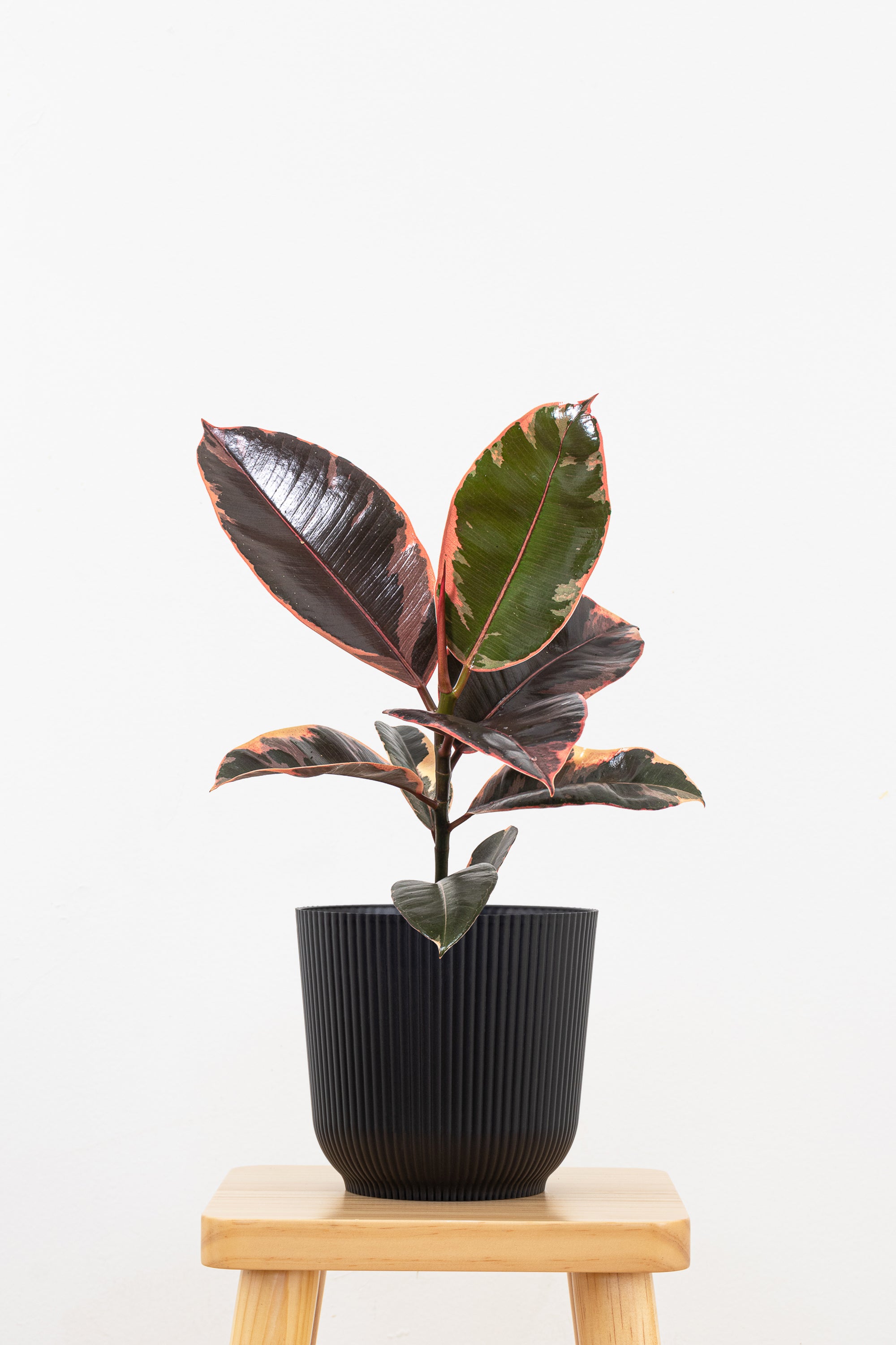 ruby rubber tree plant care Ficus Elastica Ruby Rubber Plant in 6-in Decor Pot