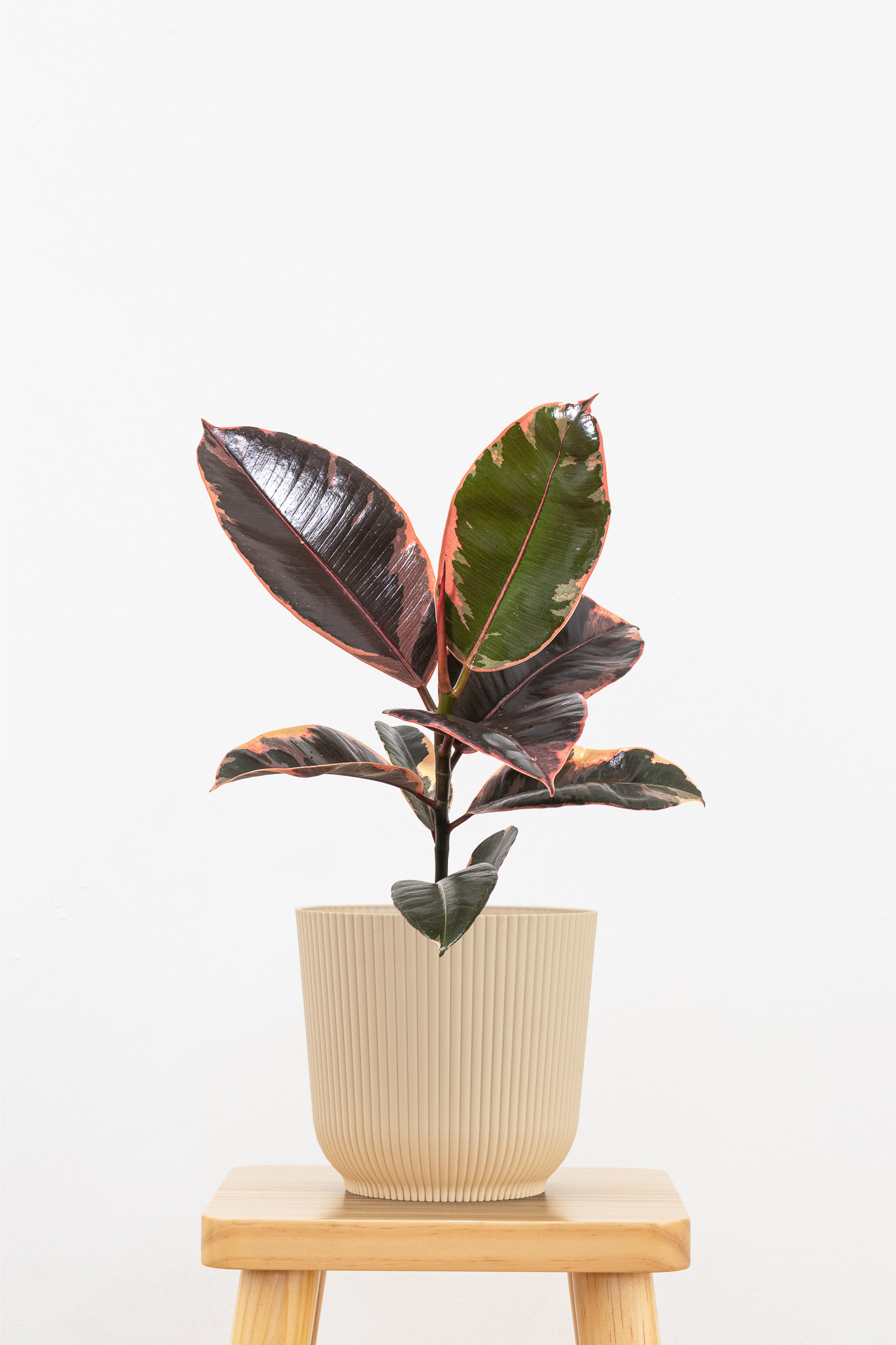 Ficus Ruby