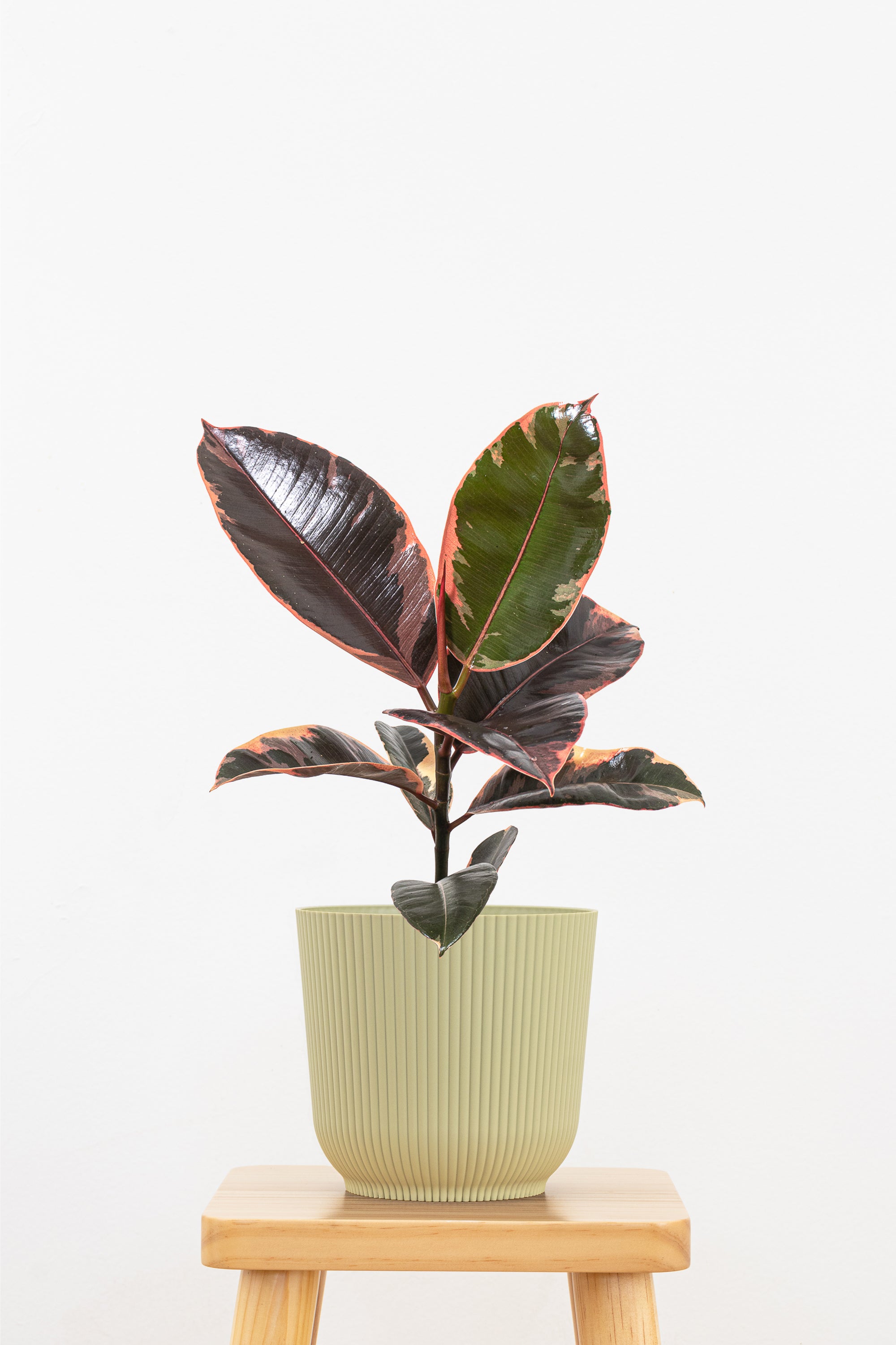 rubber tree ruby Ficus Elastica Ruby Rubber Plant in 6-in Decor Pot