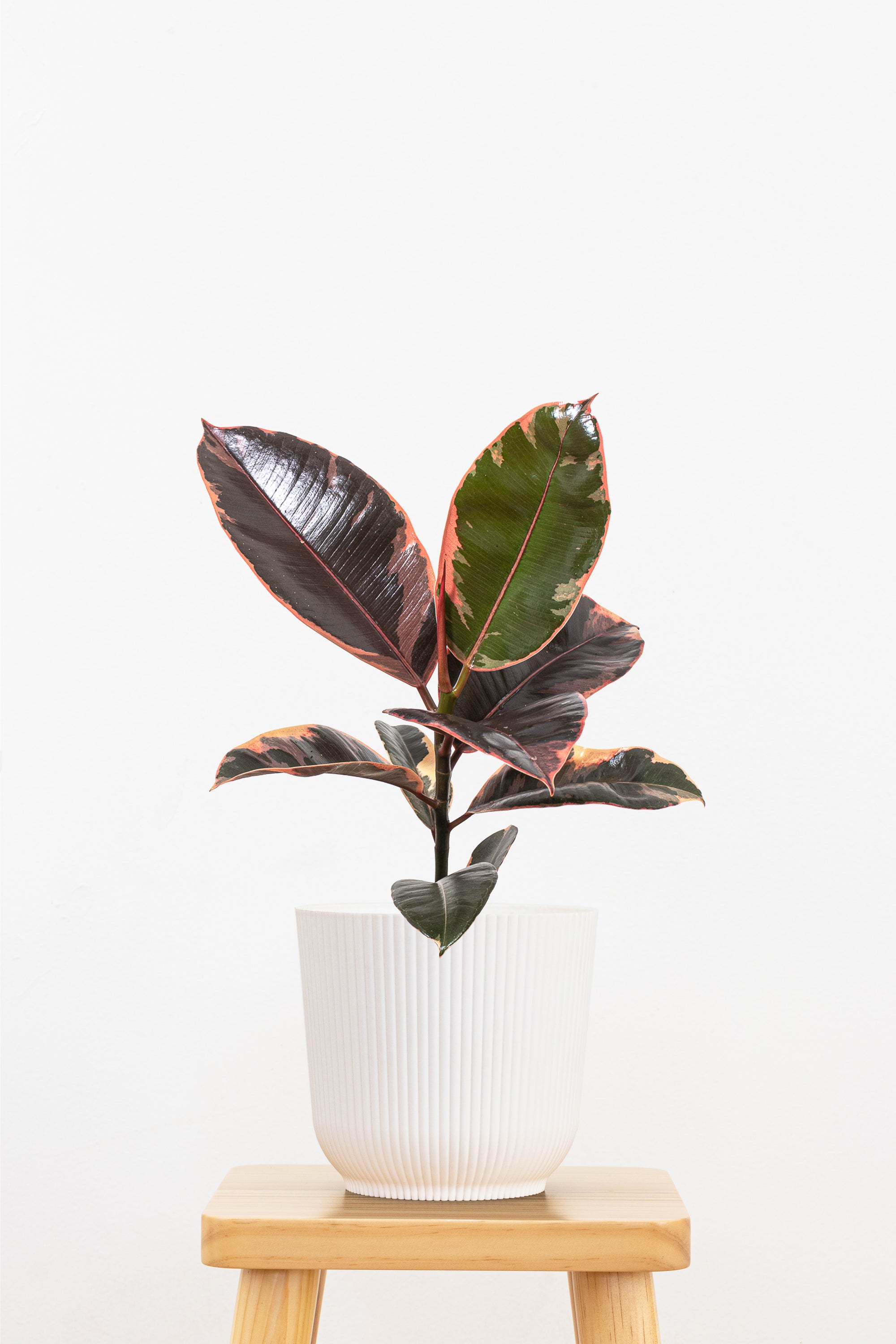 Ficus Ruby