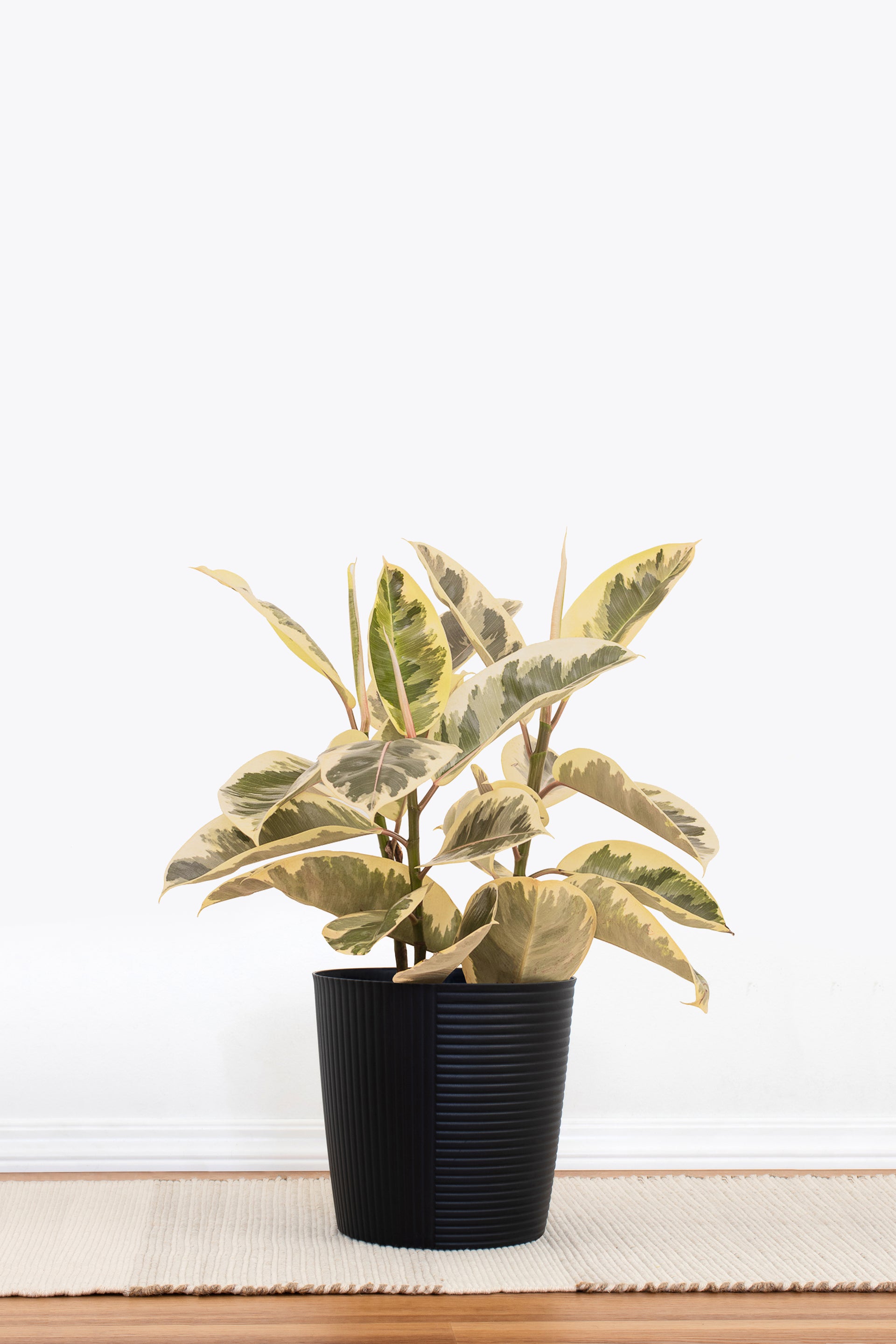 Ficus Elastica Tineke Rubber Plant in 10 in. Decor Pot