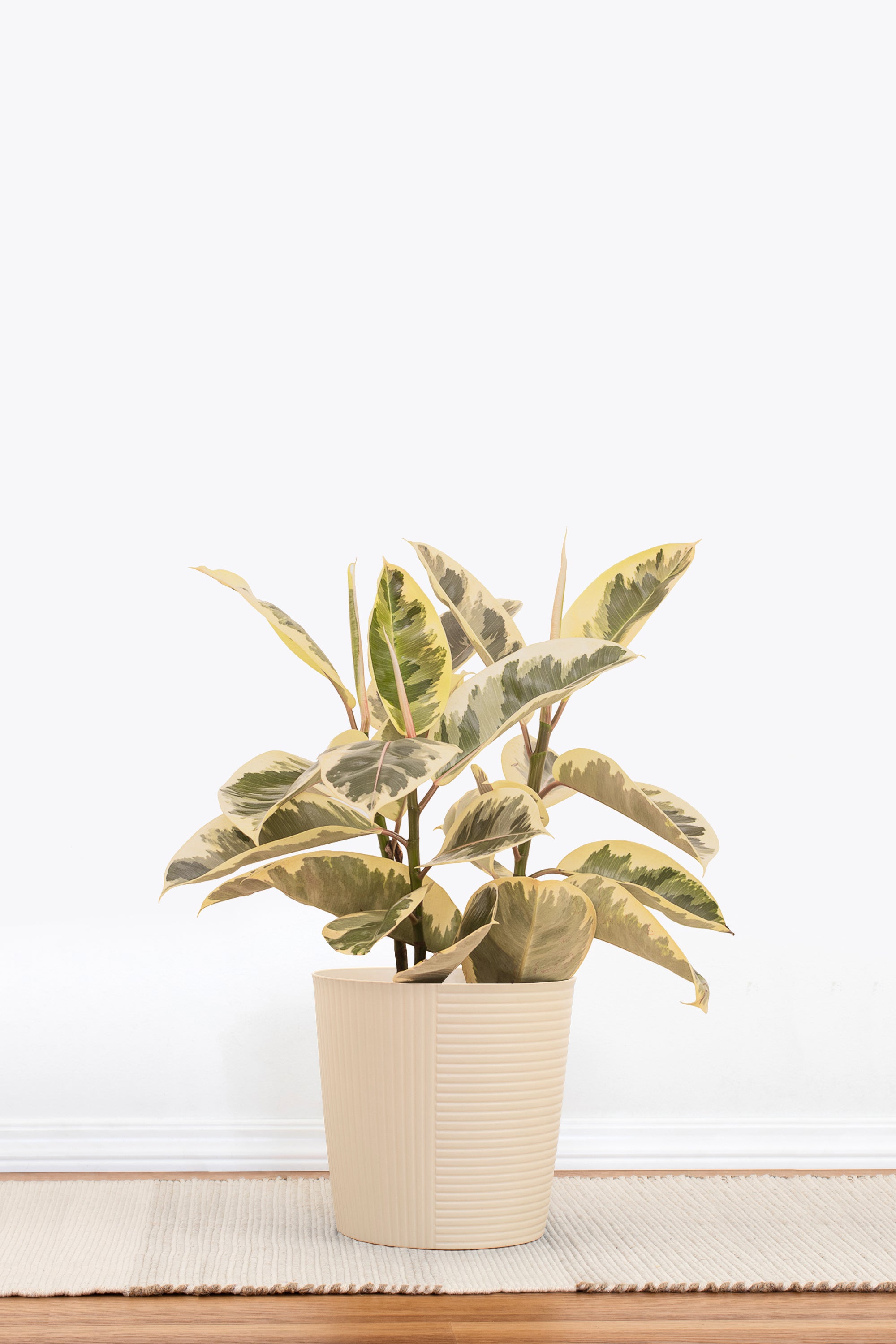 United Nursery Ficus Tineke Rubber Plant - Thumbnail 3