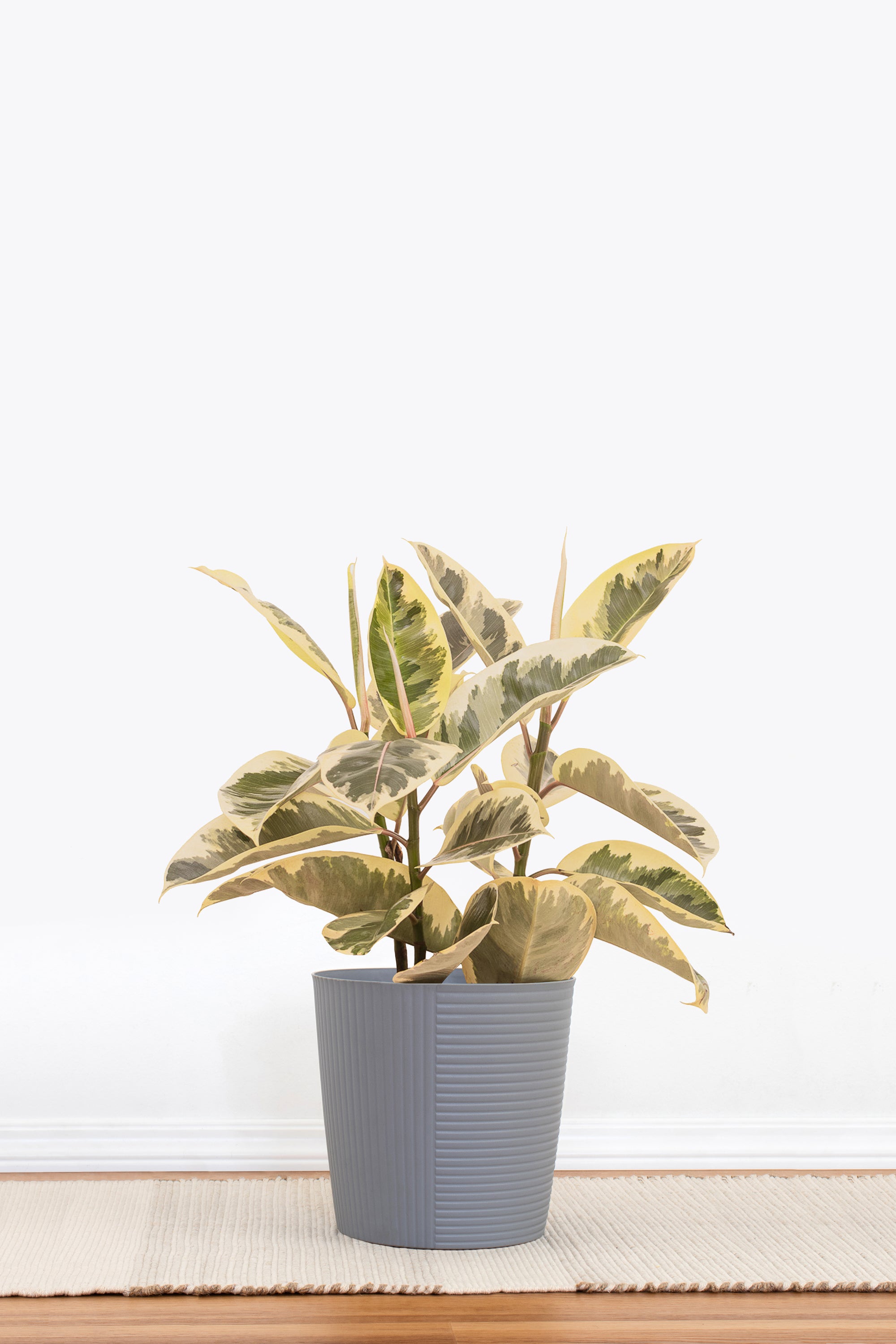 United Nursery Ficus Tineke Rubber Plant - Thumbnail 2