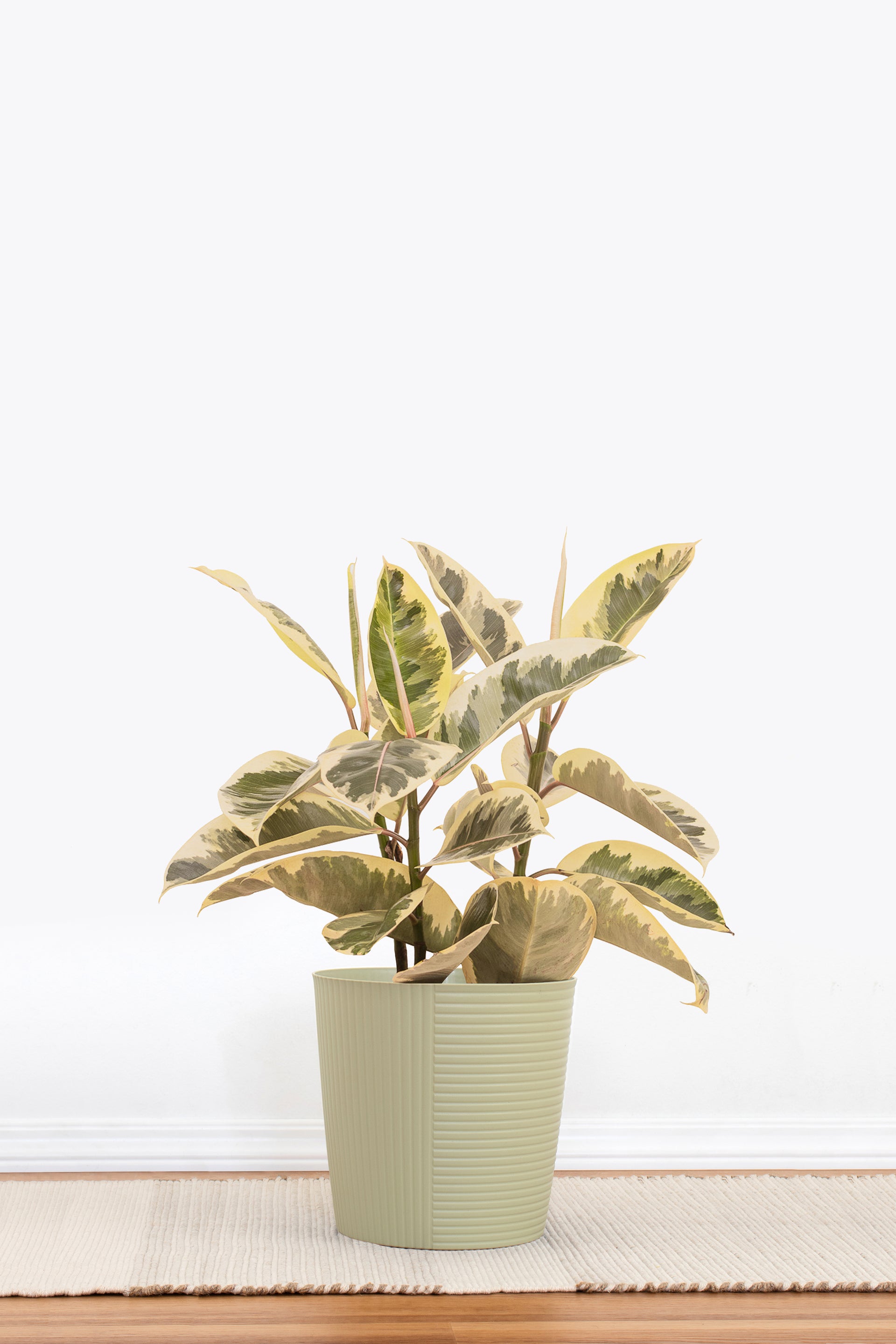 indoor rubber plant Ficus Elastica Tineke Rubber Plant in 10 in. Decor Pot