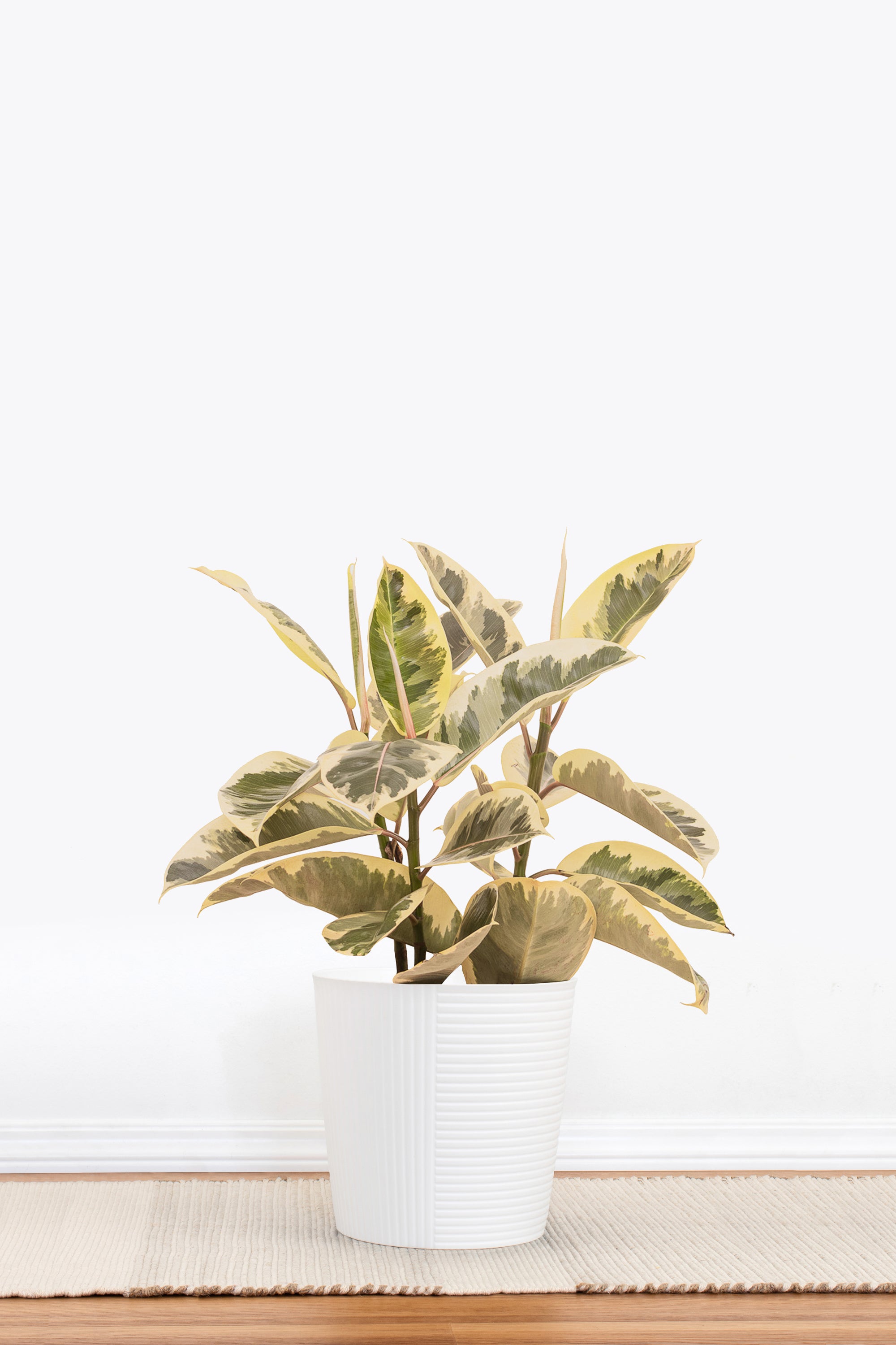 United Nursery Ficus Tineke Rubber Plant - Thumbnail 5
