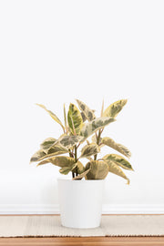 Ficus Tineke