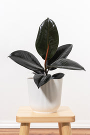 Ficus Burgundy