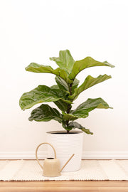 Fiddle Leaf Fig