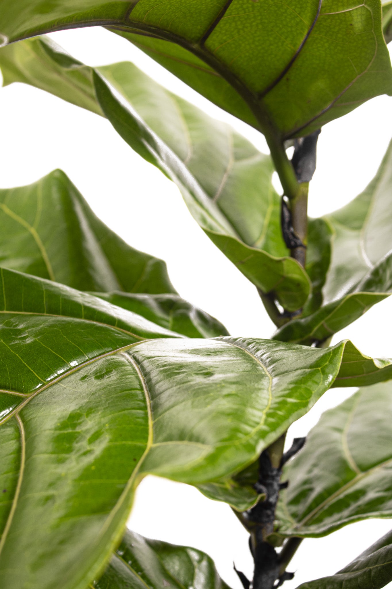 medium fiddle leaf fig United Nursery Fiddle Leaf Fig Ficus Lyrata Standard Live Indoor Outdoor Plant in 10 inch Premium Sustainable Ecopots Pure White Pot