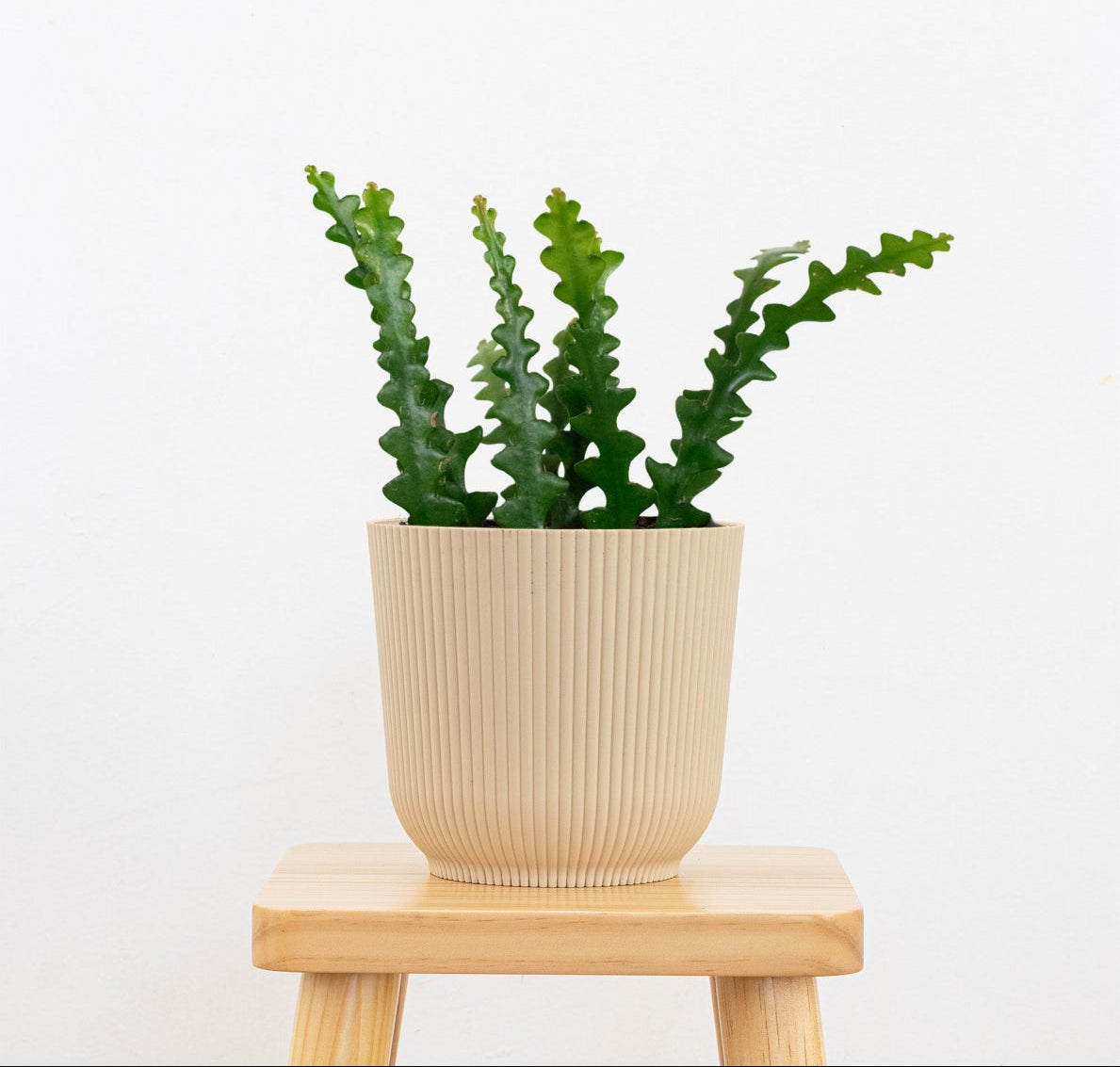 fishbone cactus soil Fishbone Cactus Plant in 6-inch Decor Pot Zig Zag Cactus
