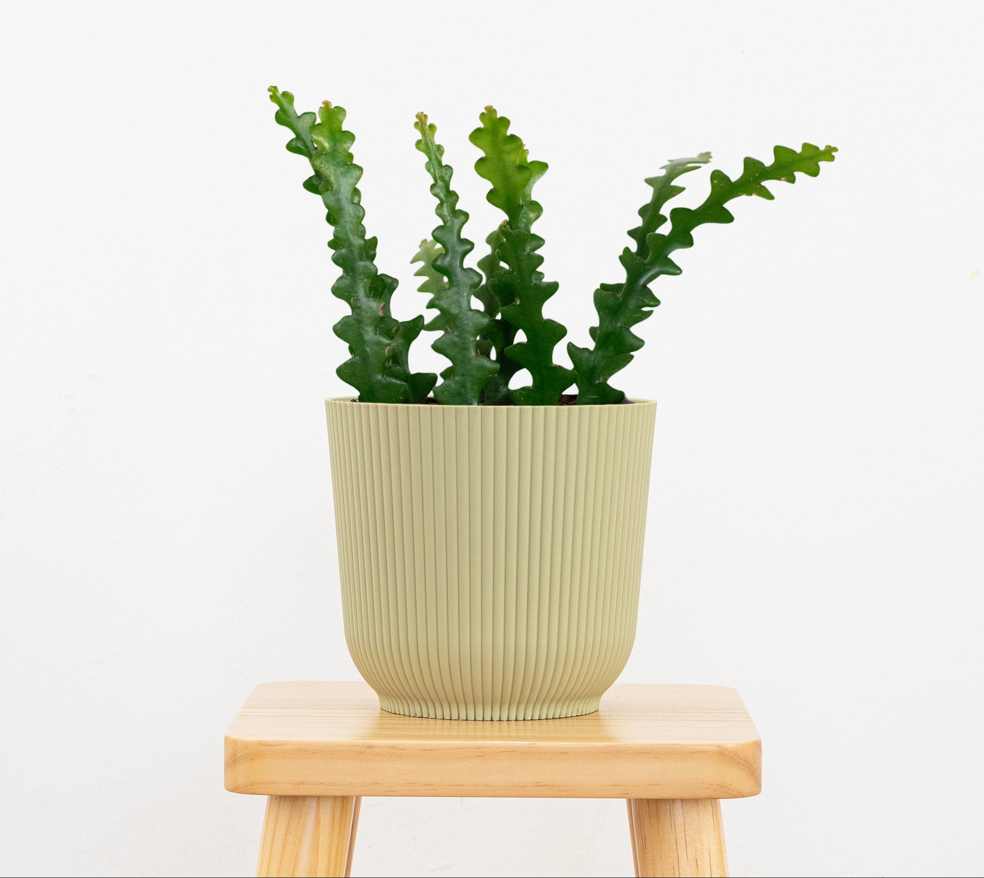 Fishbone Cactus Plant in 6-inch Decor Pot Zig Zag Cactus