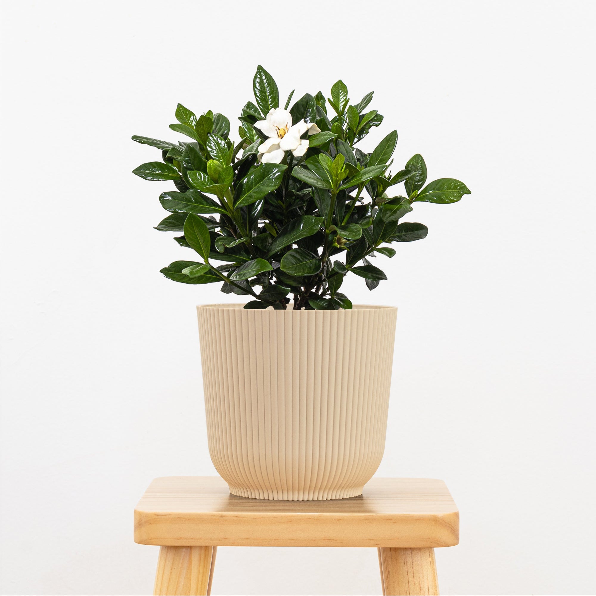 Gardenia Bush