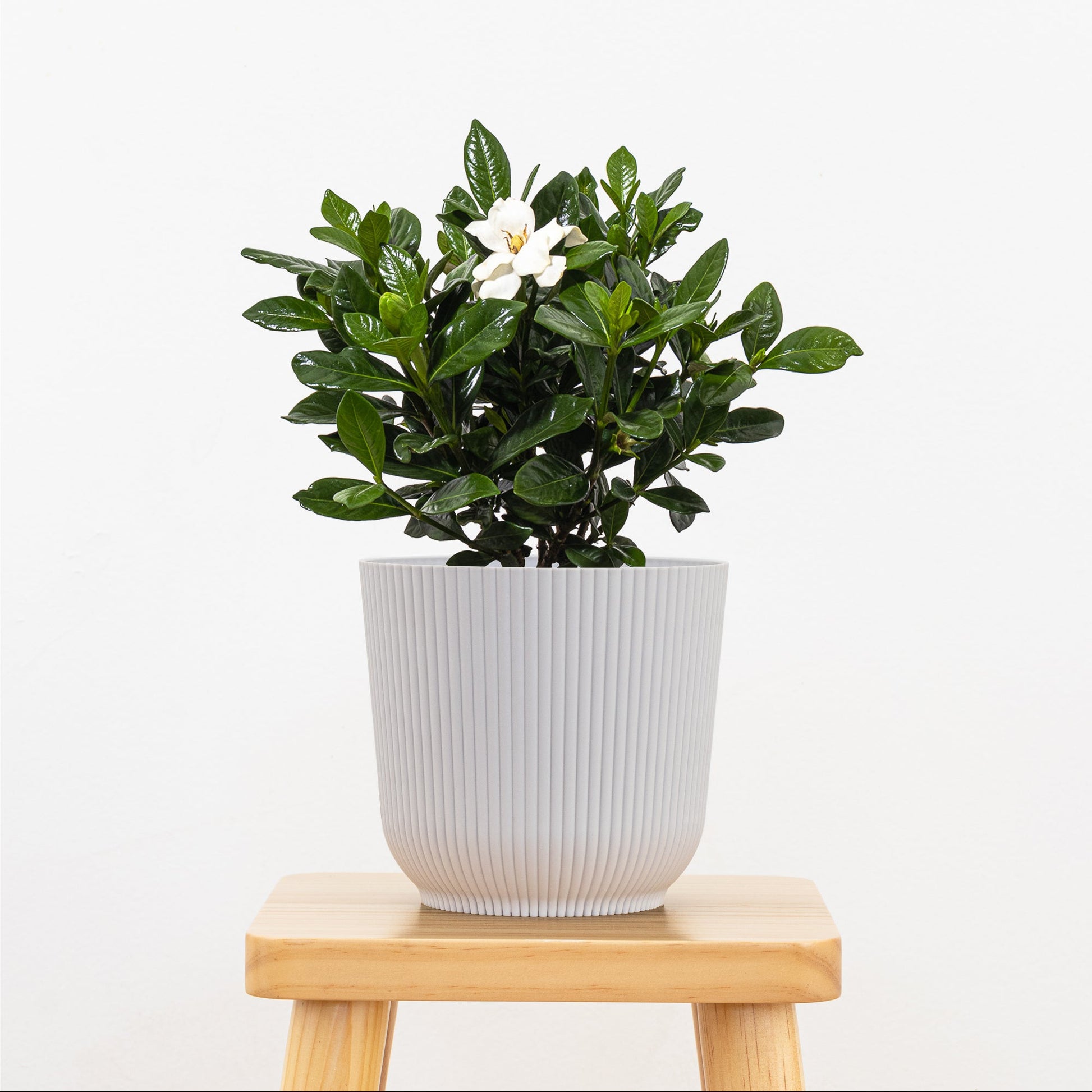 gardenia plant for indoors Gardenia Bush