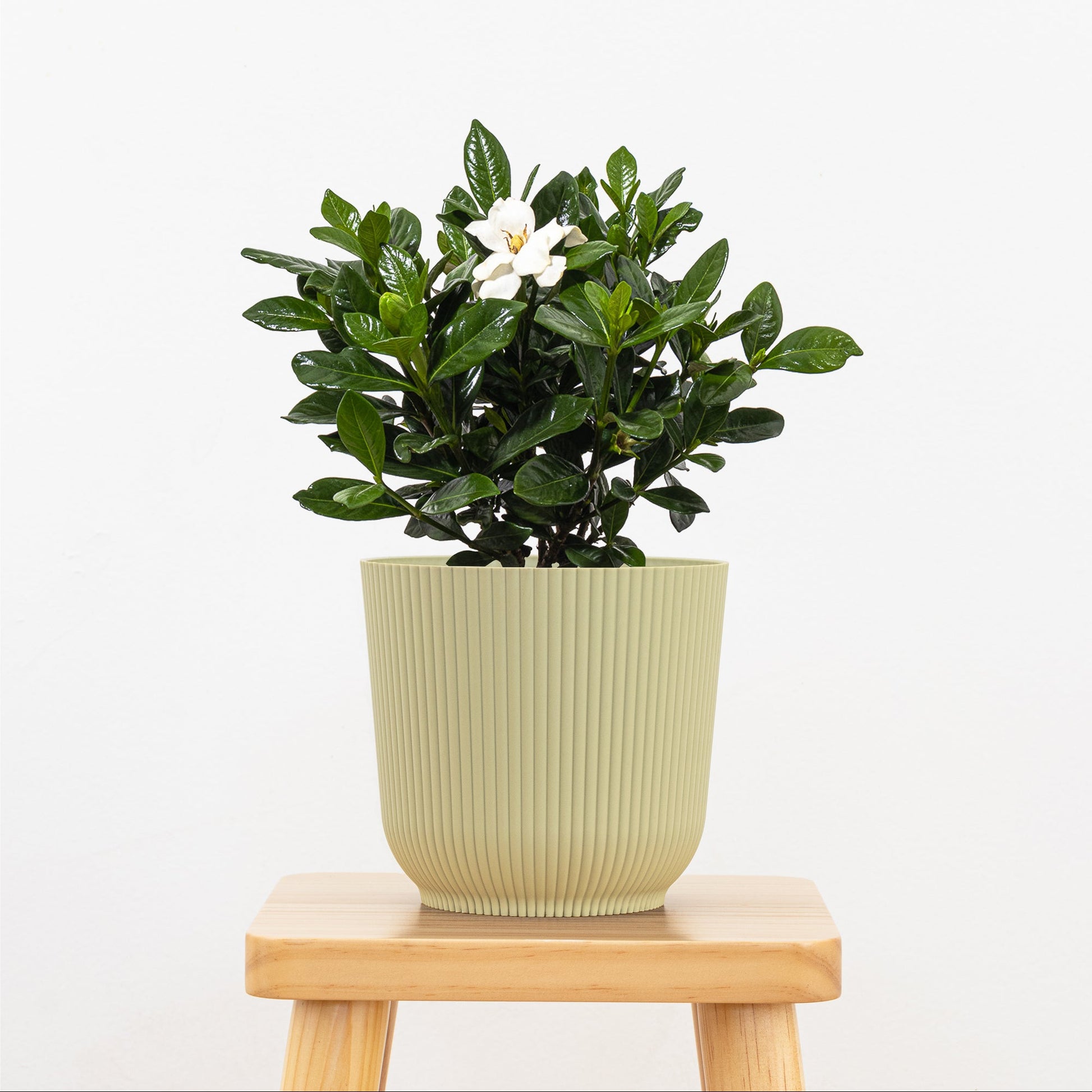 gardenia plant indoor benefits Gardenia Bush