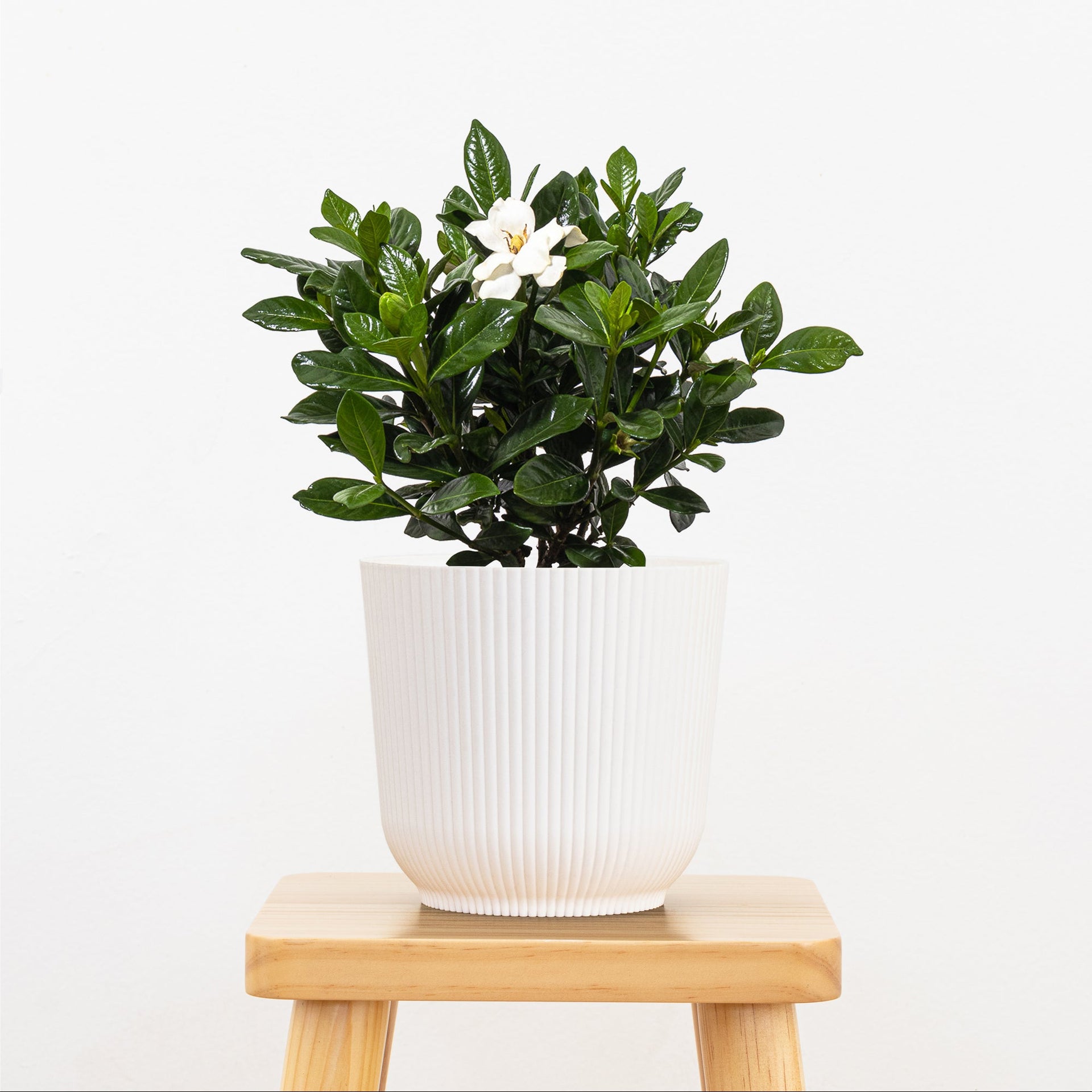 Gardenia Bush - Medium