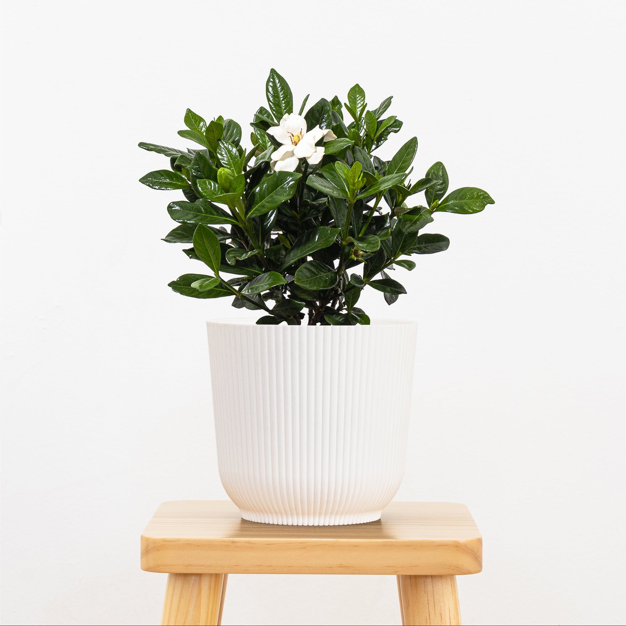 Gardenia Bush