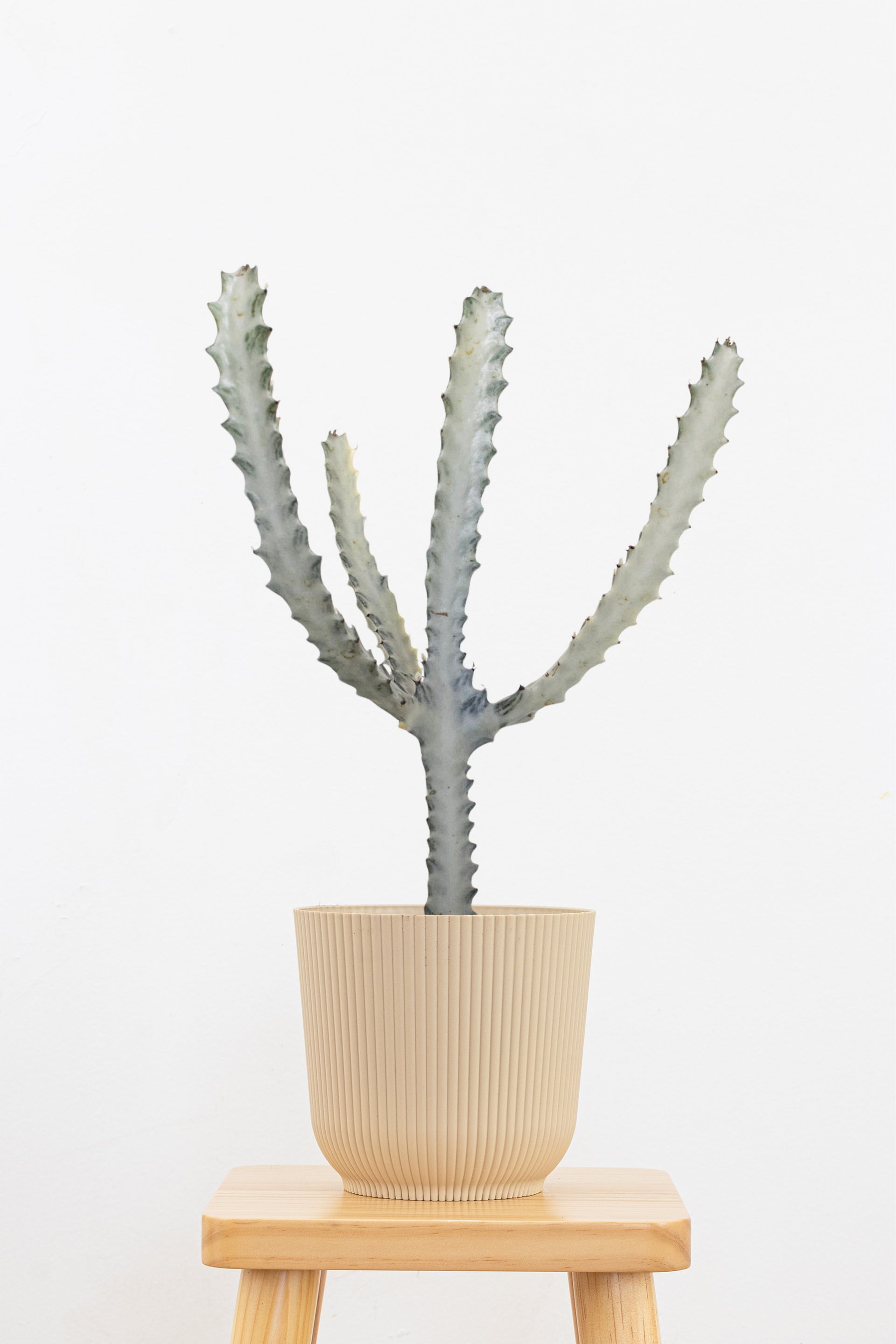 Ghost Cactus