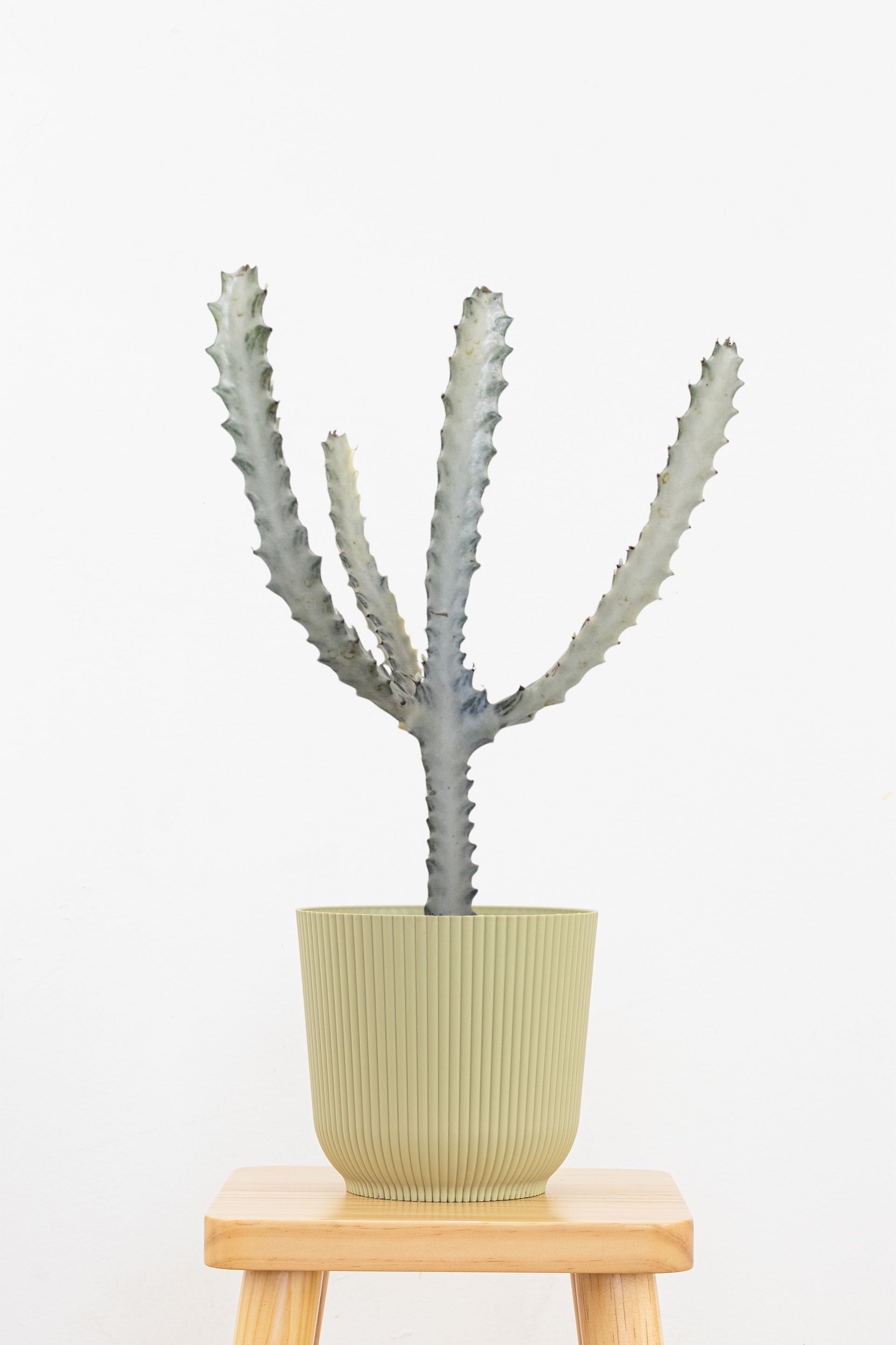 ghost cactus Ghost Cactus - Medium