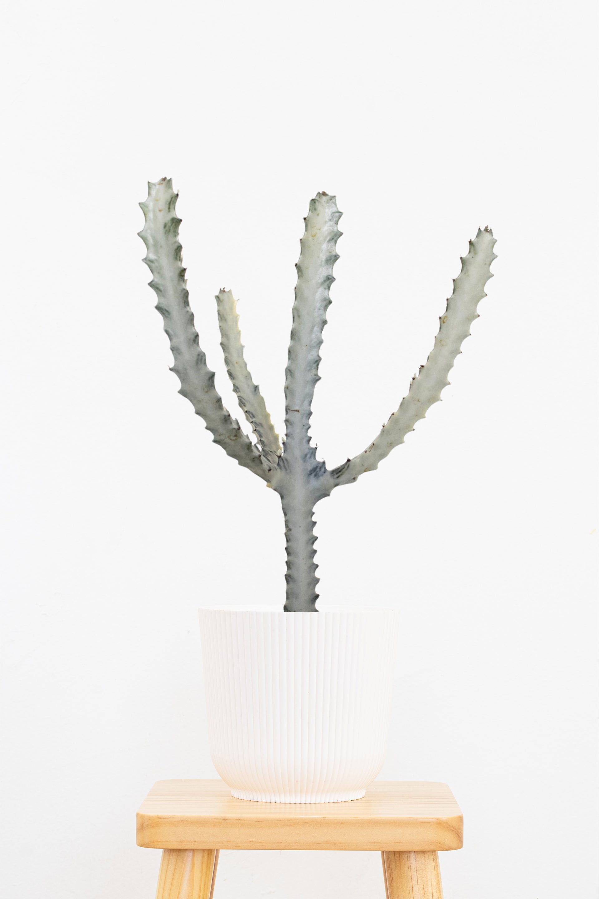 euphorbia ghost cactus Ghost Cactus