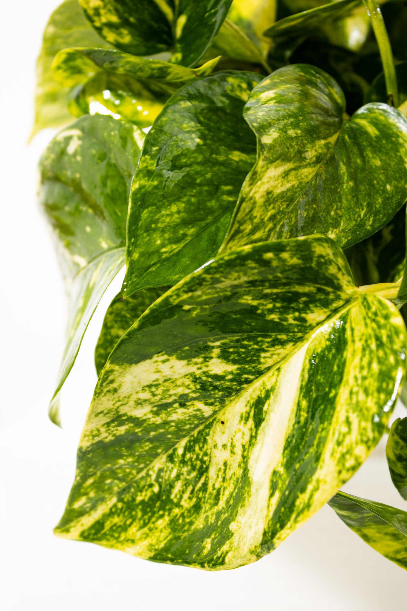 west elm golden pothos Golden Pothos Plant in 6 inch Decor Pot, Fast-Growing Low-Maintenance Houseplant