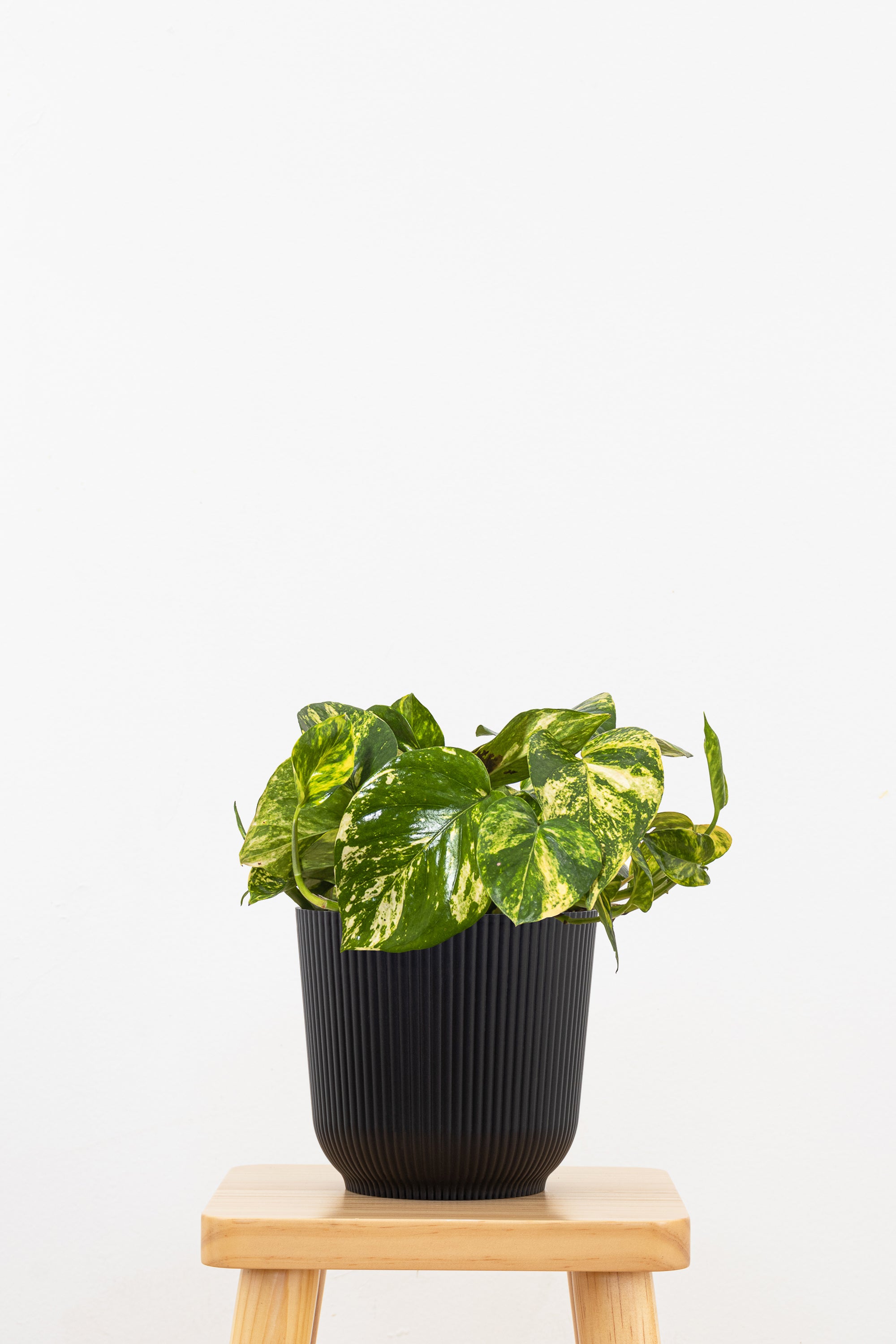 Golden Pothos