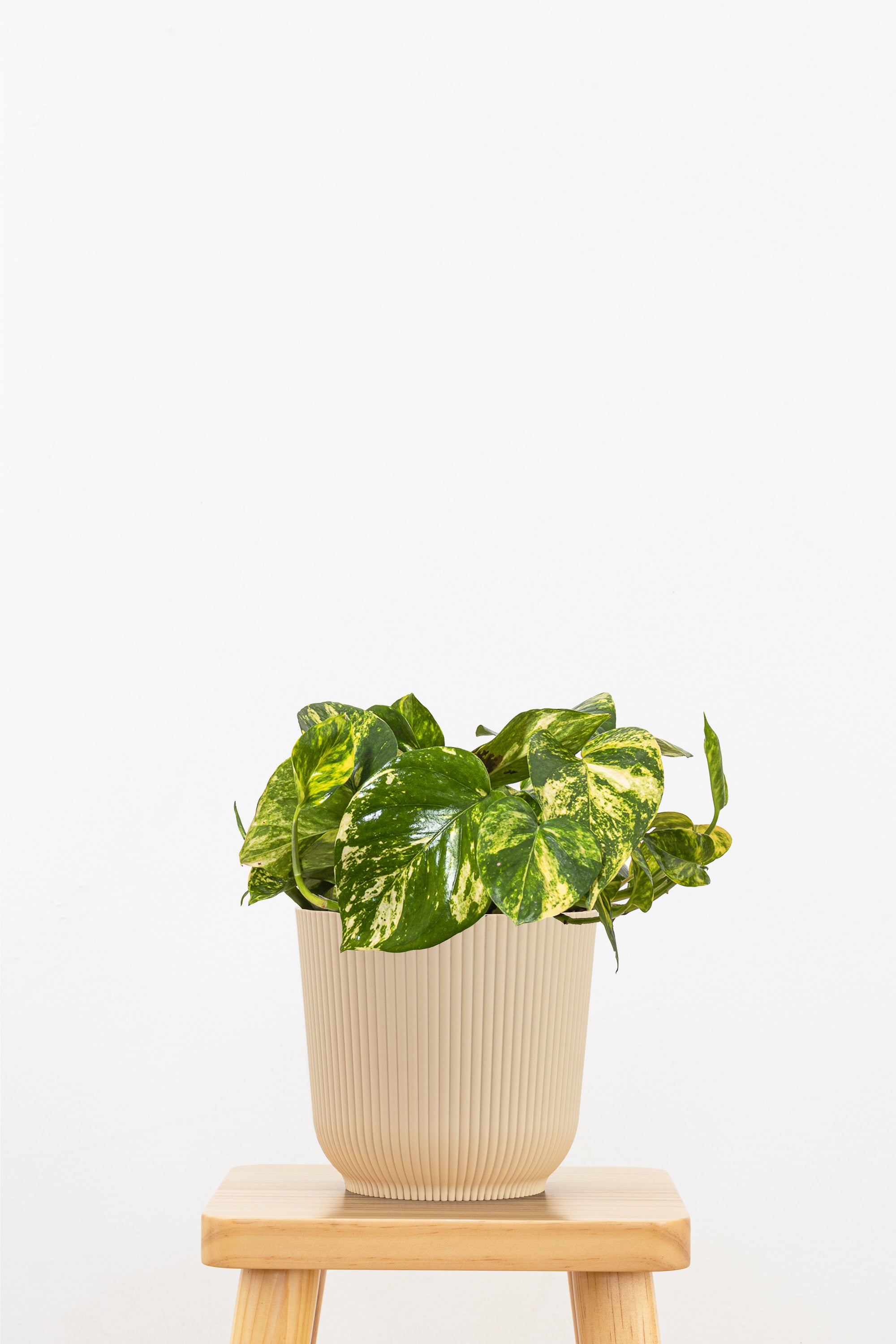 pothos cream Golden Pothos Plant in 6 inch Decor Pot, Fast-Growing Low-Maintenance Houseplant
