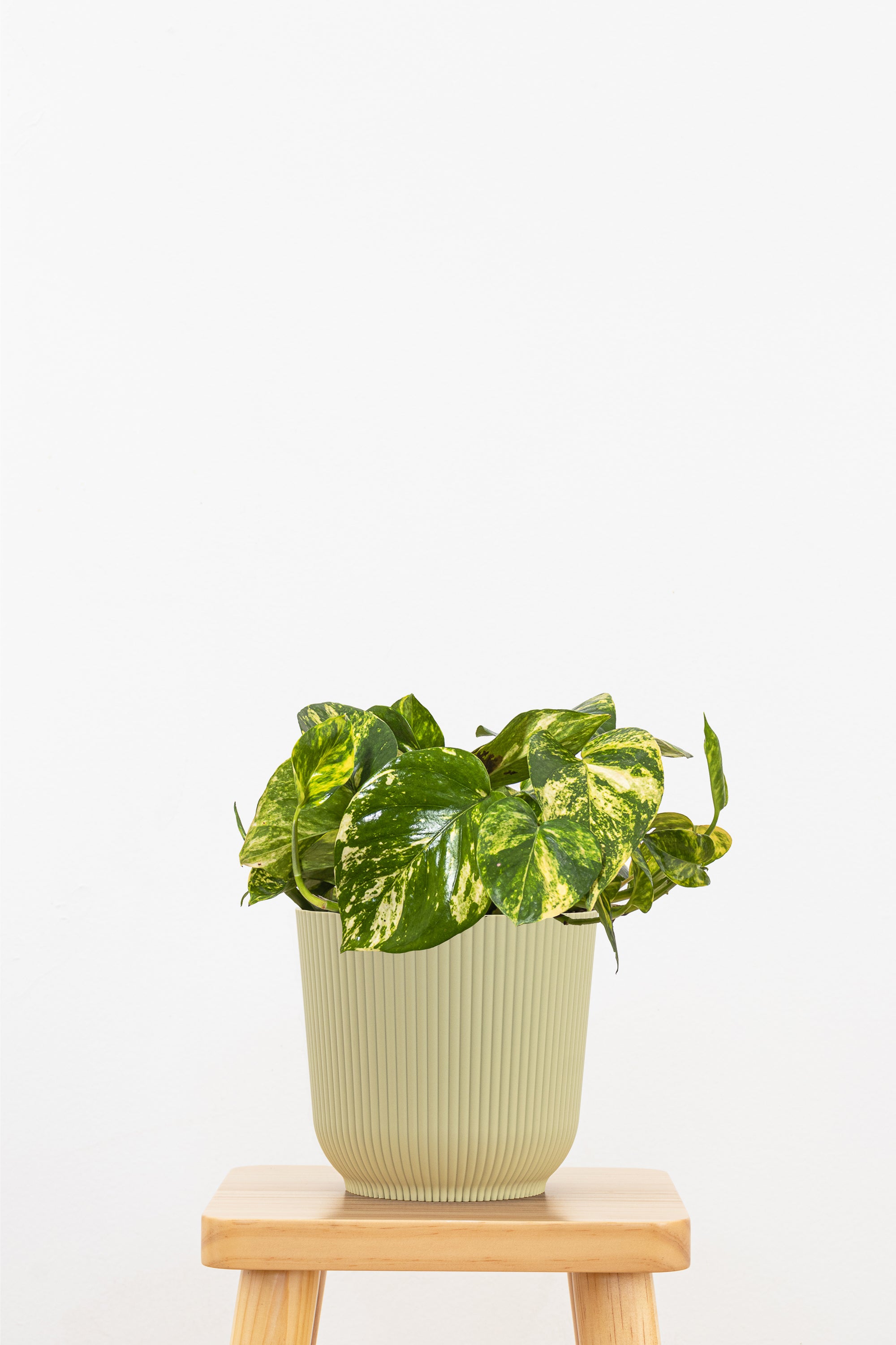 golden nanmu pot plant Golden Pothos Plant in 6 inch Decor Pot, Fast-Growing Low-Maintenance Houseplant
