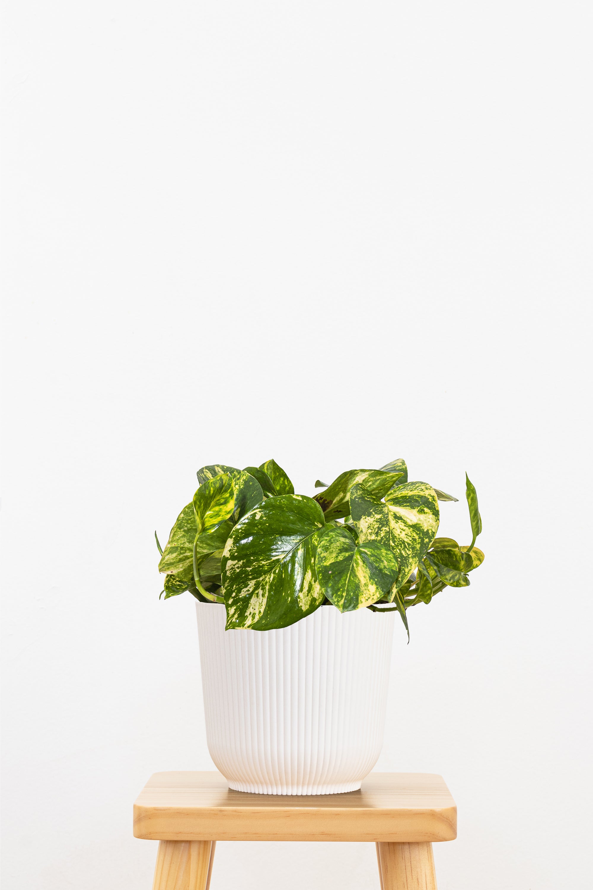 Golden Pothos