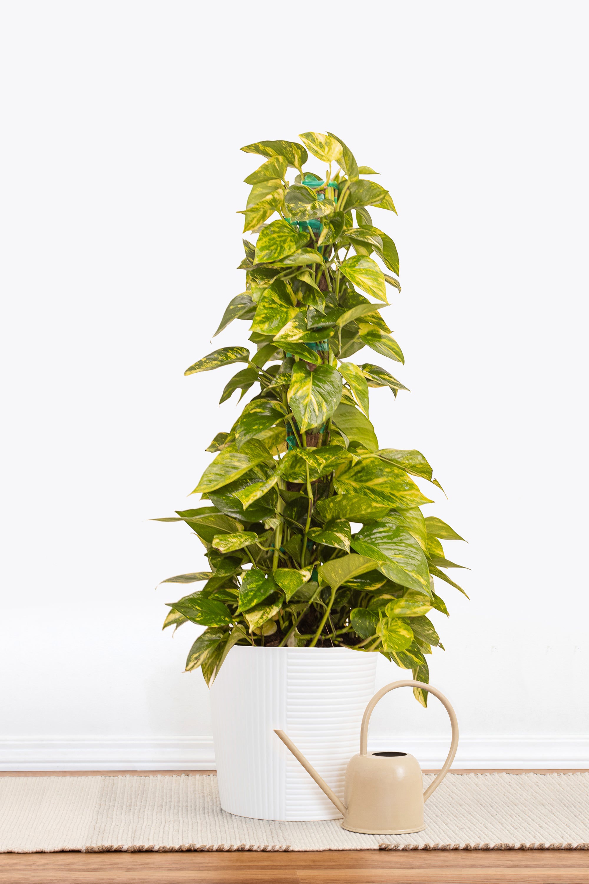 United Nursery Golden Pothos Totem Plant 36. in to 40 in. Tall in 10 in. White Decor Pot