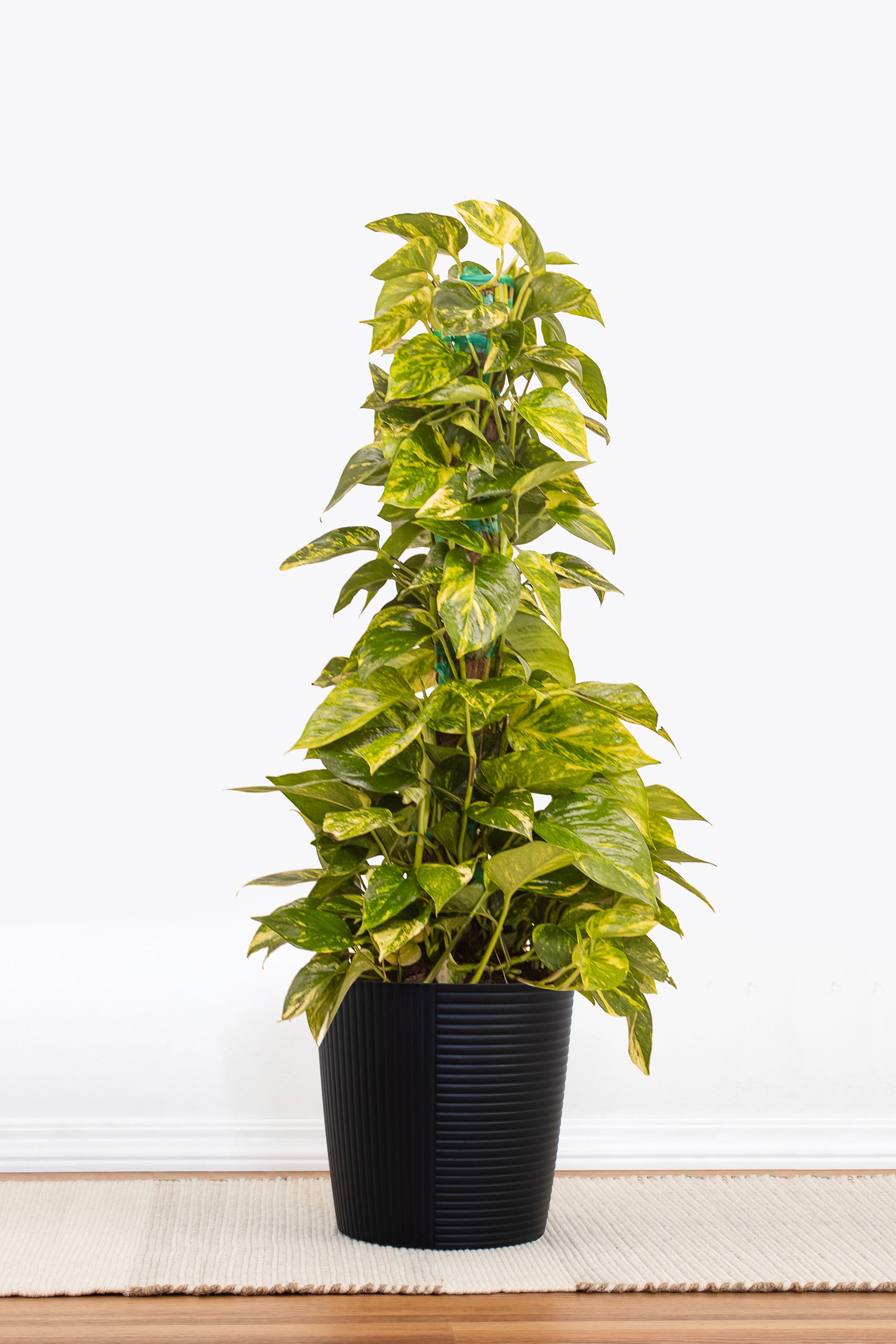 potho plants United Nursery Golden Pothos Totem Plant 36. in to 40 in. Tall in 10 in. White Decor Pot